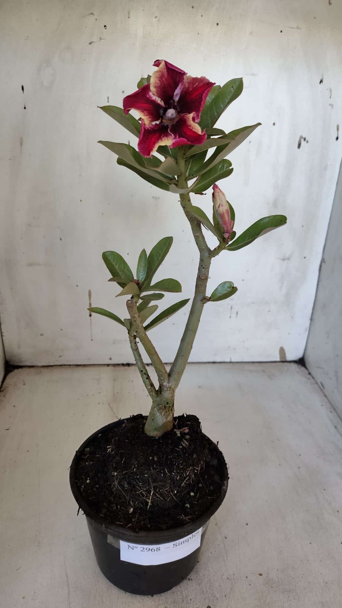 Planta Simples 2968 – 30cm – 02 anos