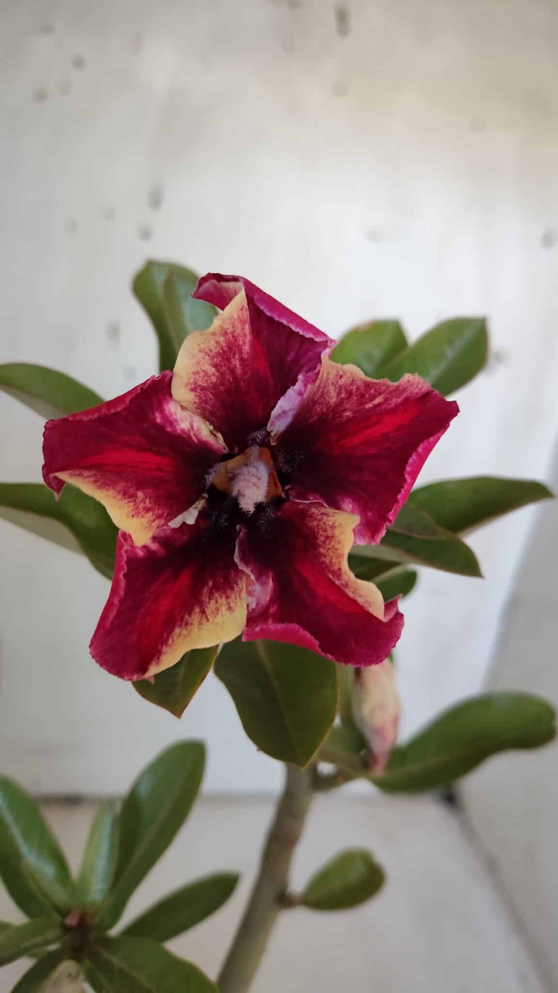 Planta Simples 2968 – 30cm – 02 anos