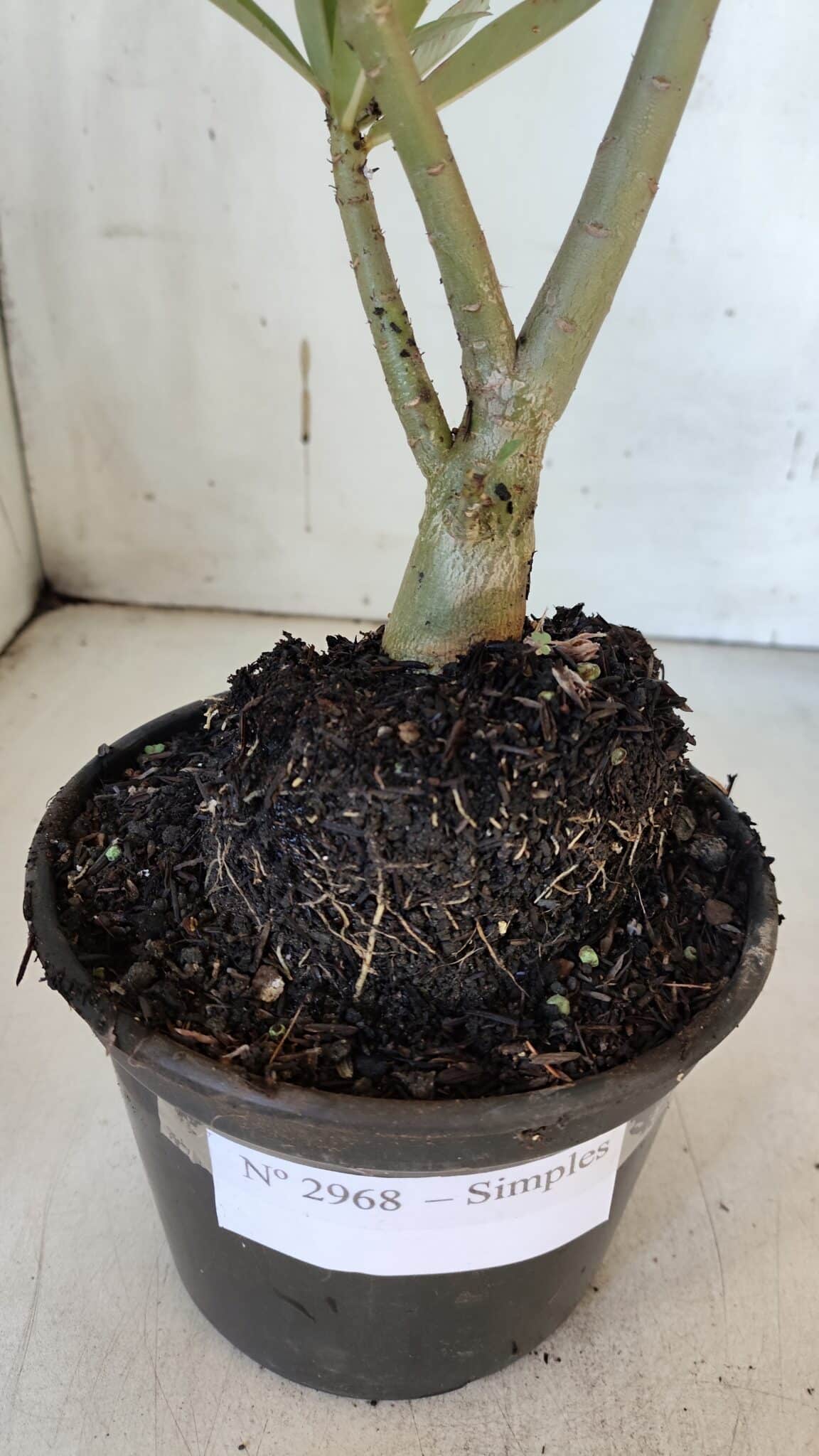 Planta Simples 2968 – 30cm – 02 anos