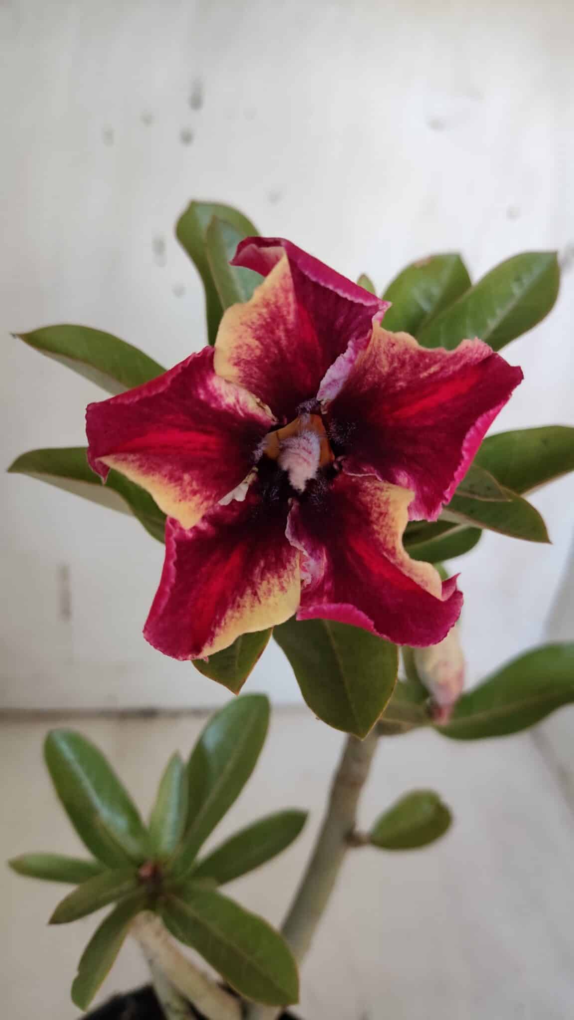 Planta Simples 2968 – 30cm – 02 anos