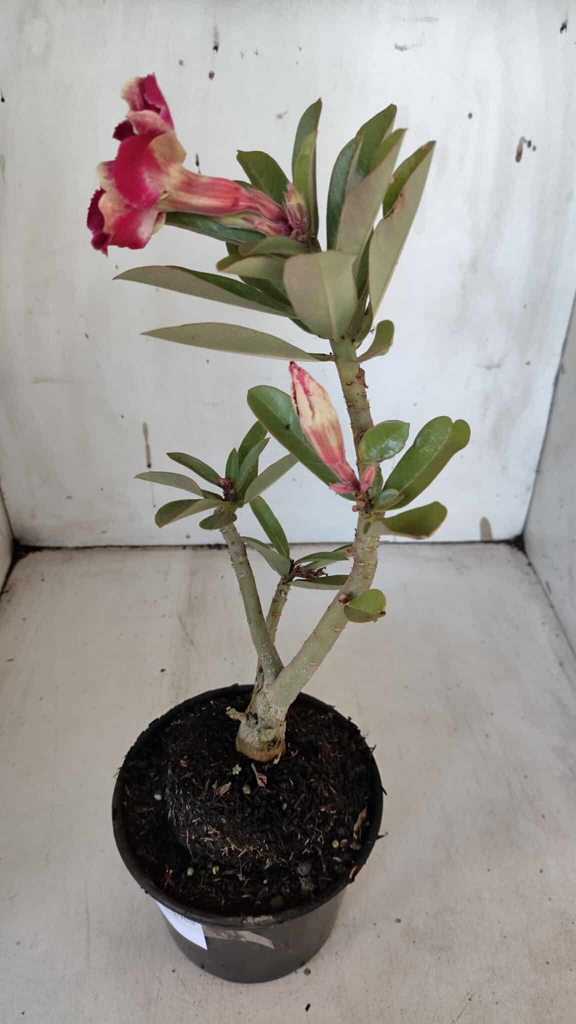 Planta Simples 2968 – 30cm – 02 anos