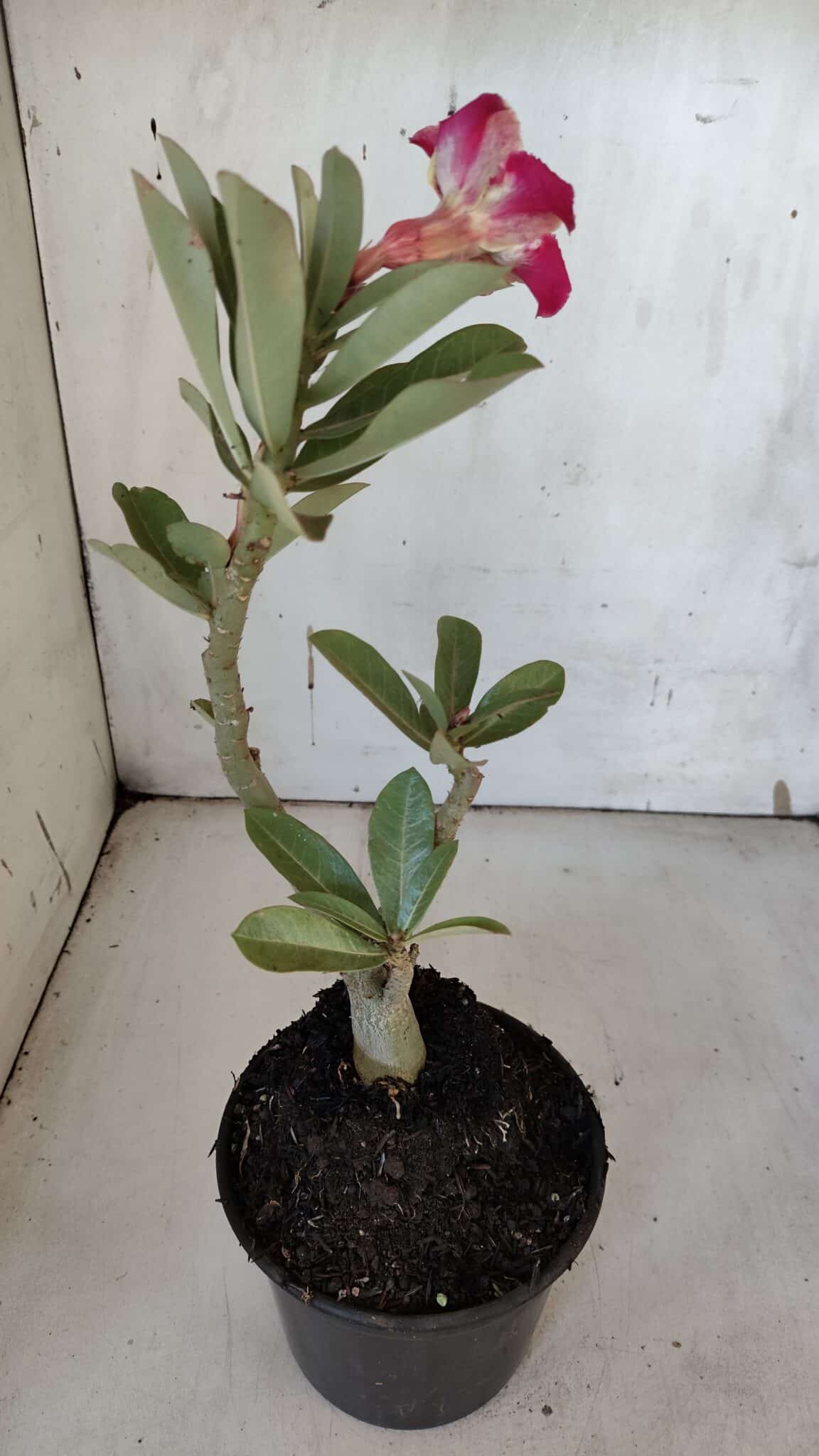 Planta Simples 2968 – 30cm – 02 anos