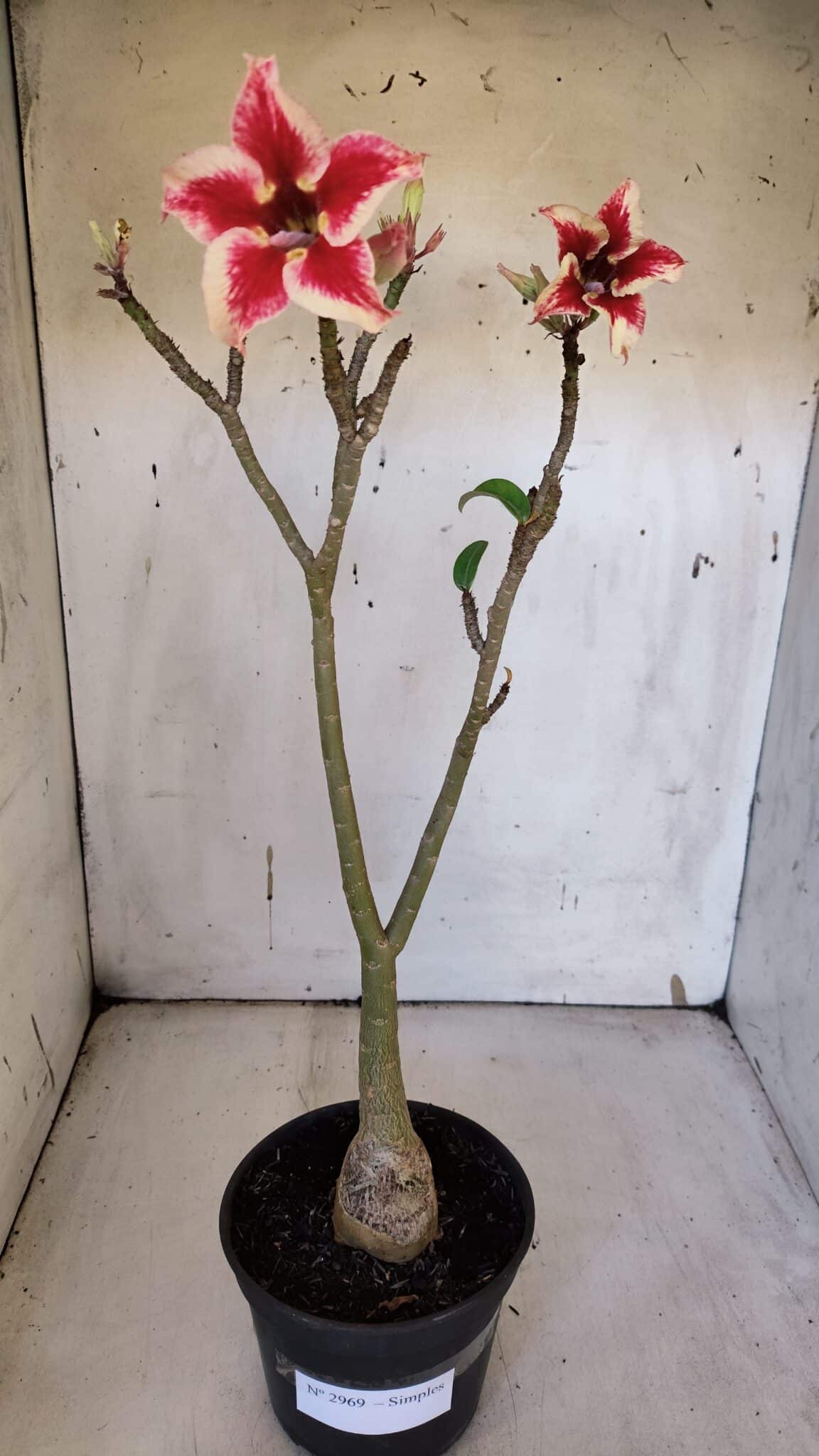 Planta Simples 2969 – 35cm – 03 anos