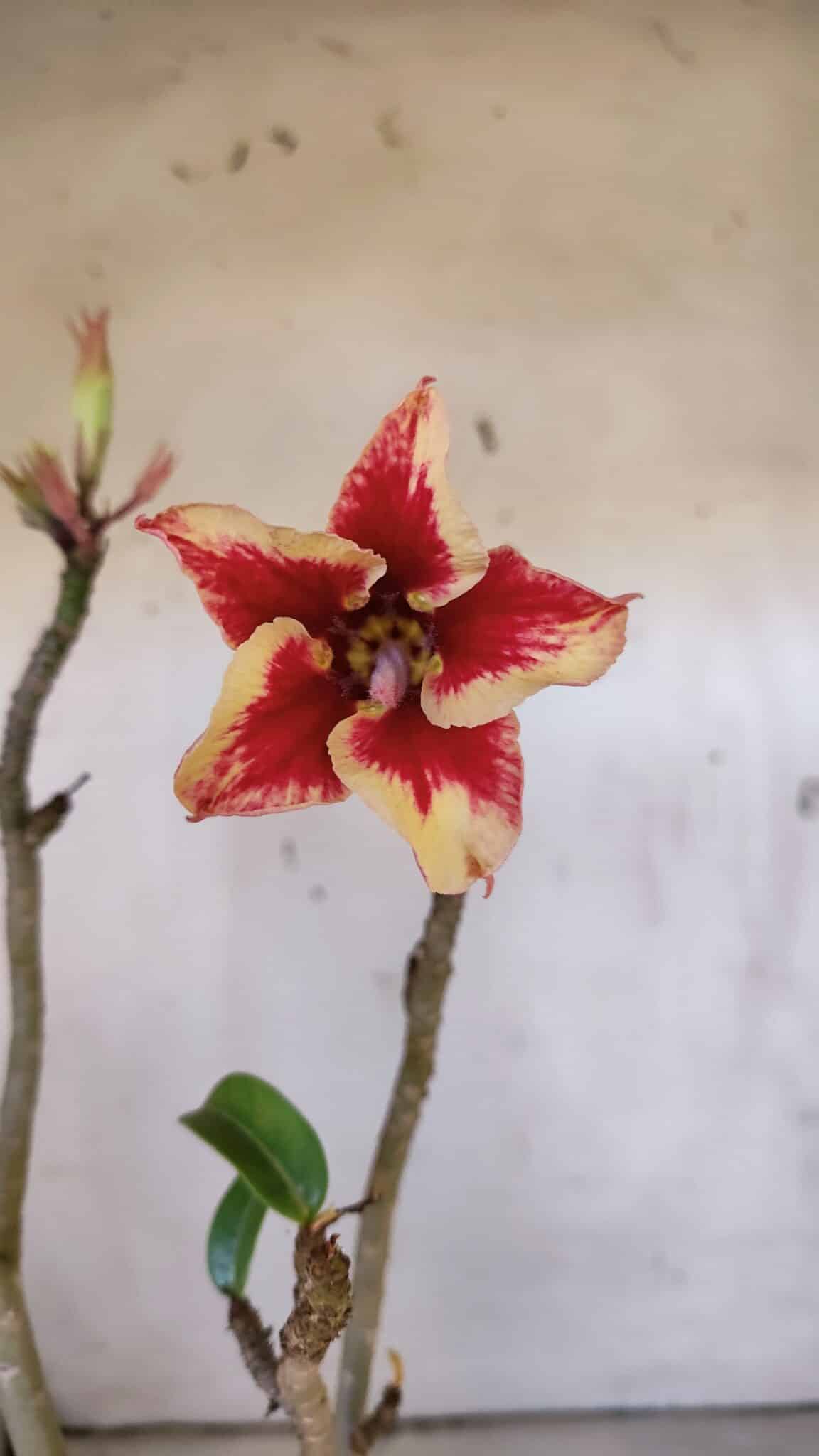 Planta Simples 2969 – 35cm – 03 anos
