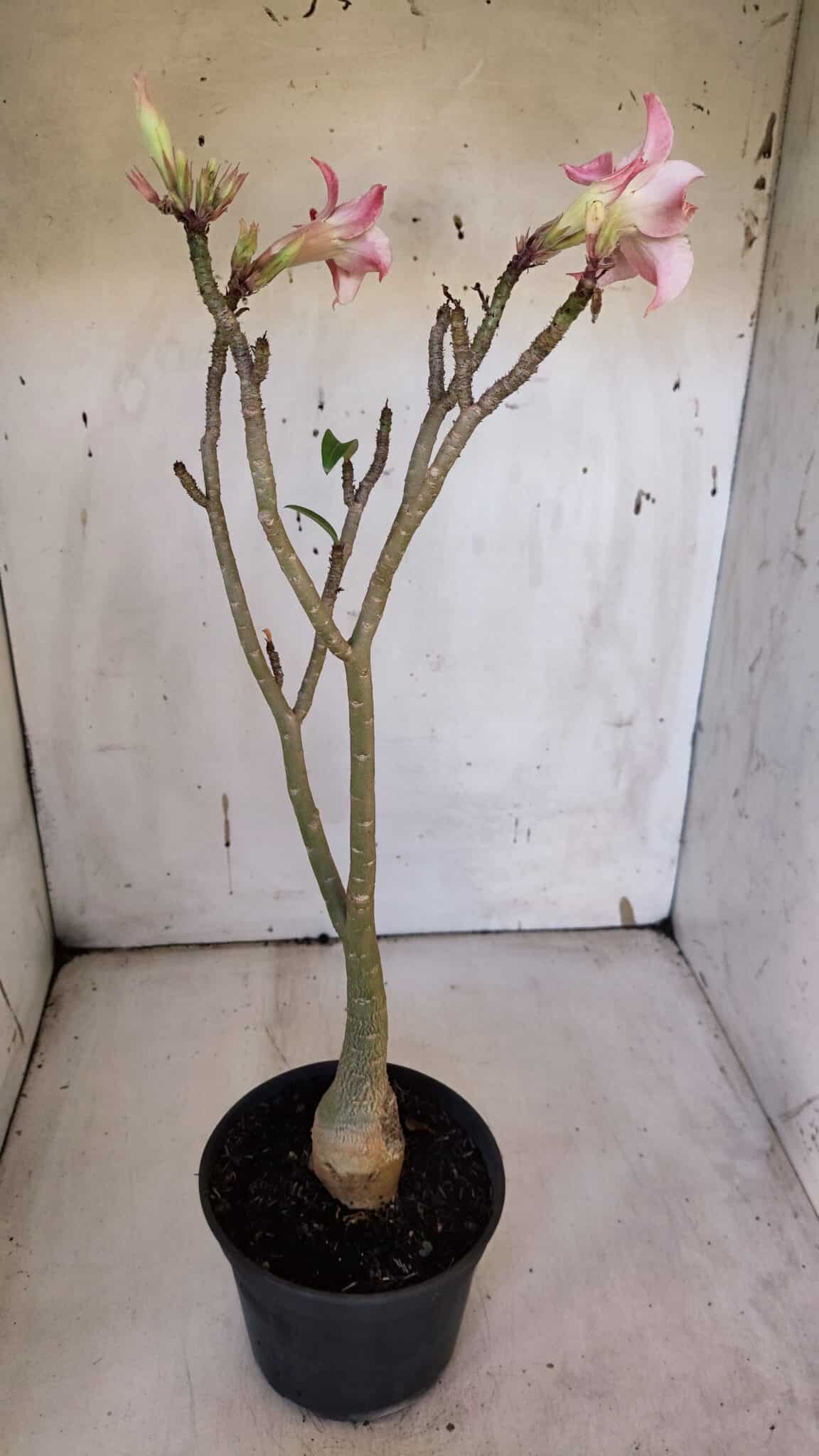 Planta Simples 2970 – 35cm – 03 anos