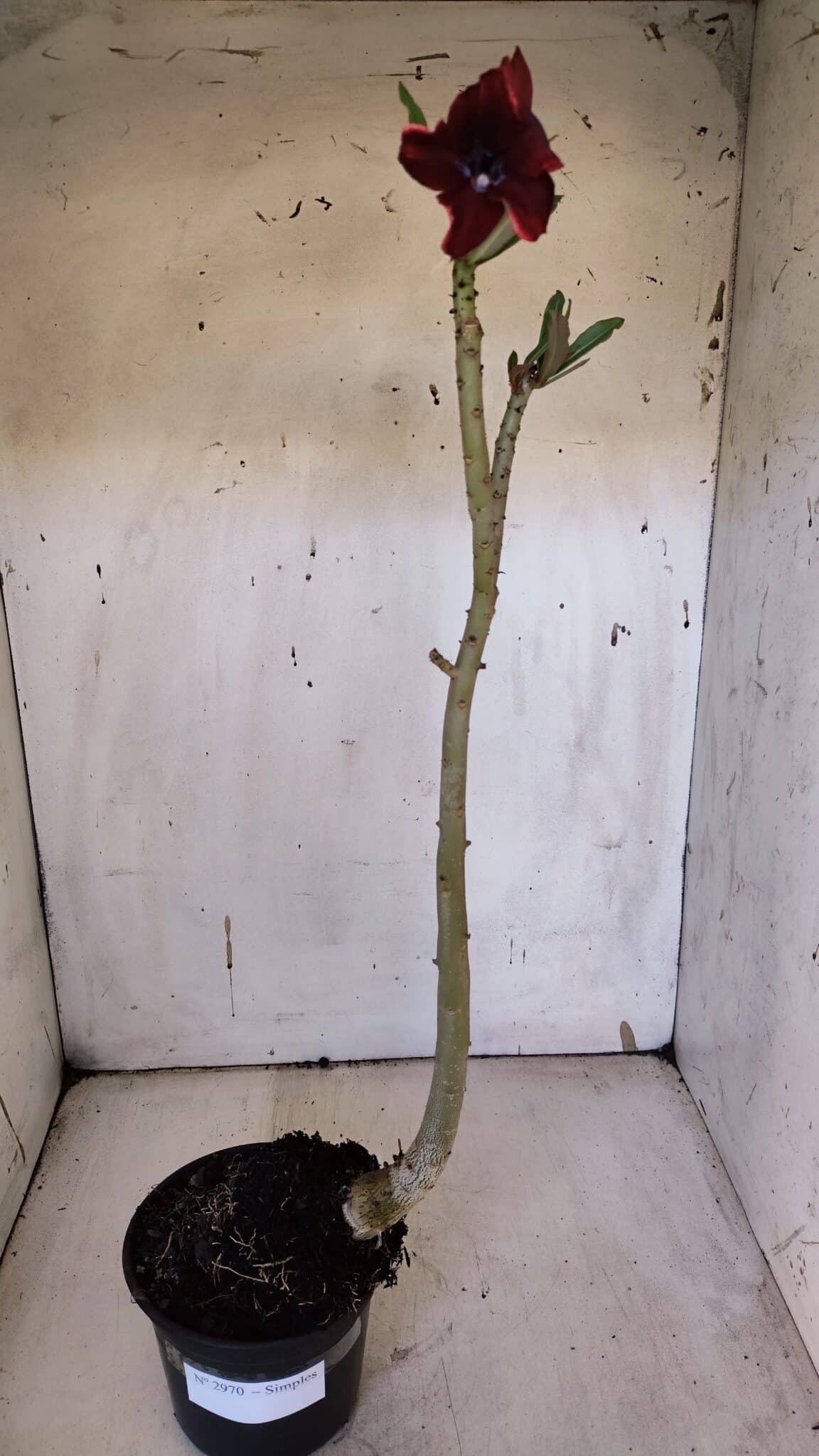 Planta Simples 2970 – 35cm – 03 anos