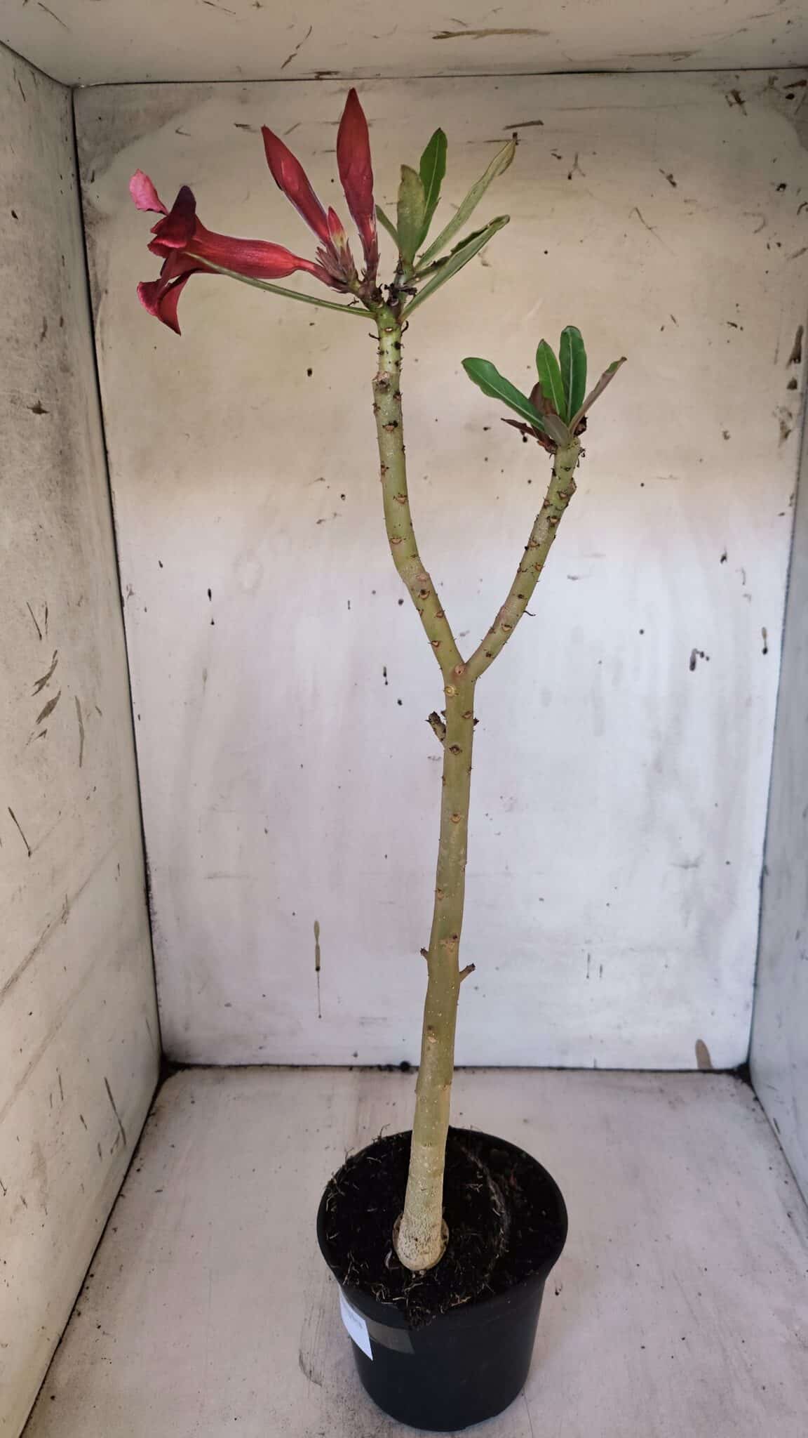Planta Simples 2970 – 35cm – 03 anos