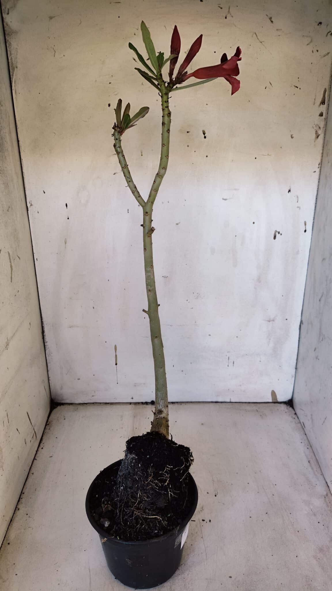 Planta Simples 2970 – 35cm – 03 anos