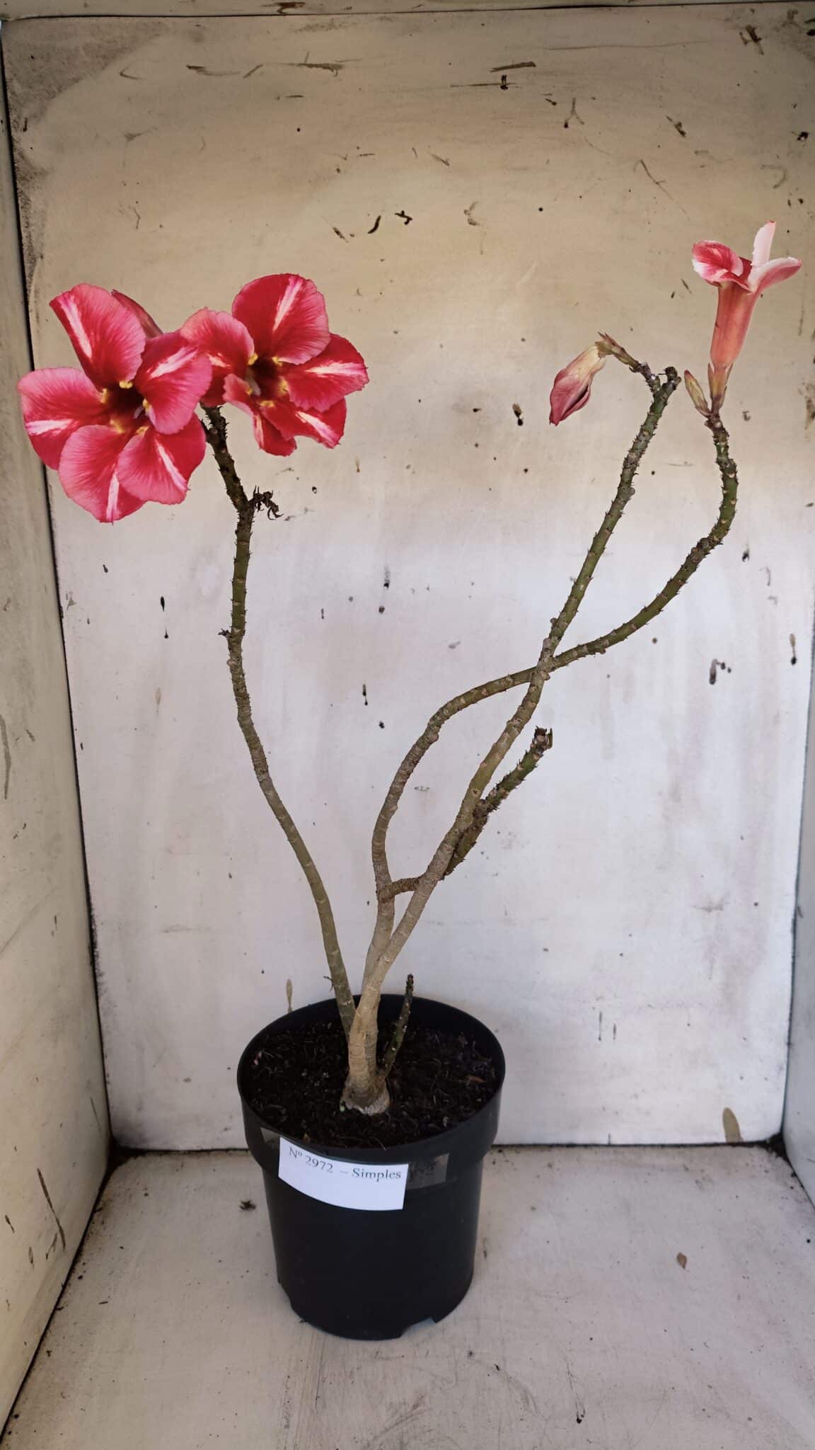 Planta Simples 2972 – 40cm – 03 anos