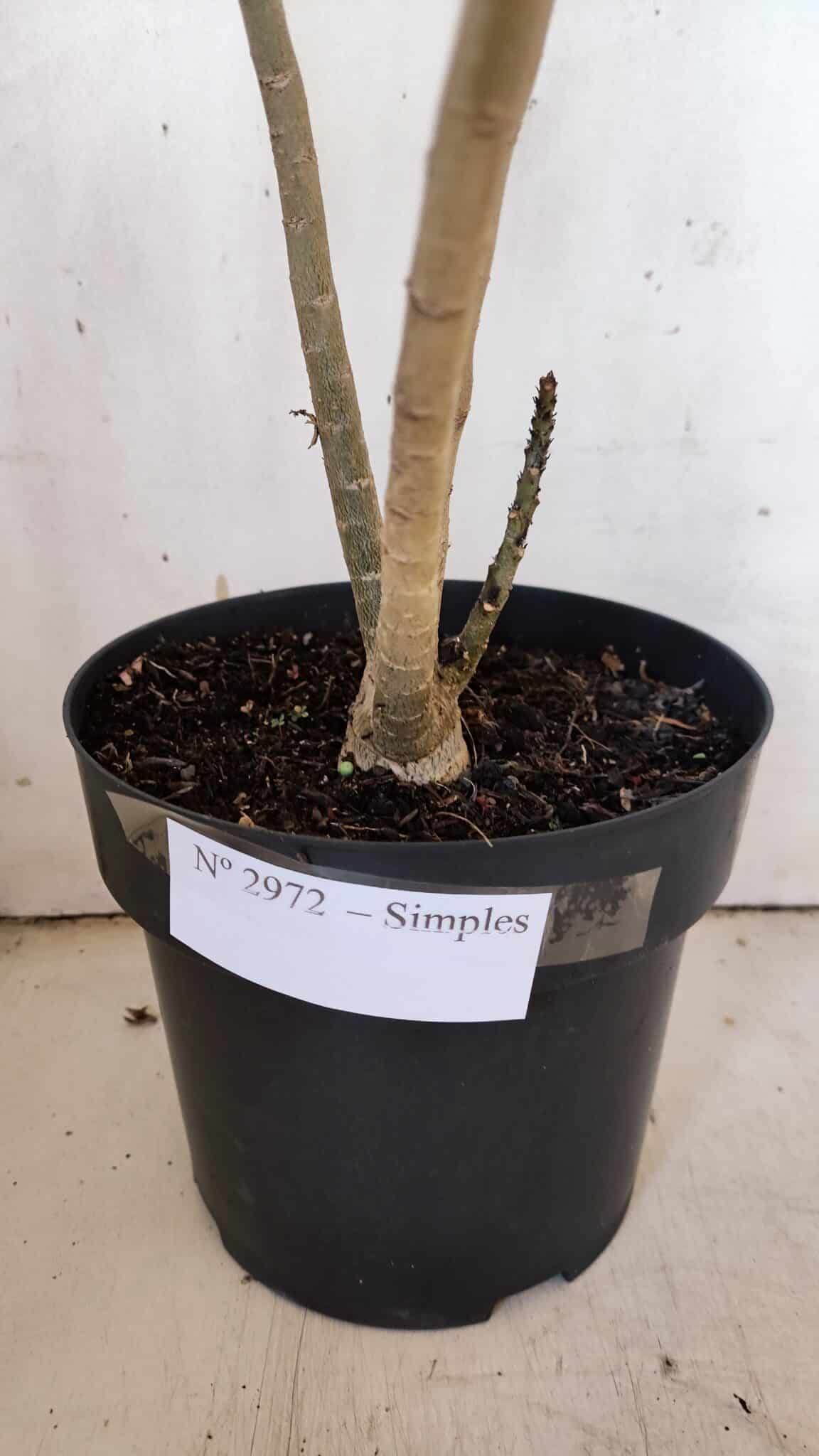 Planta Simples 2972 – 40cm – 03 anos