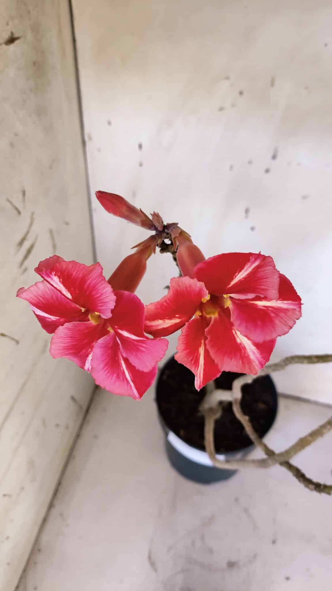 Planta Simples 2972 – 40cm – 03 anos
