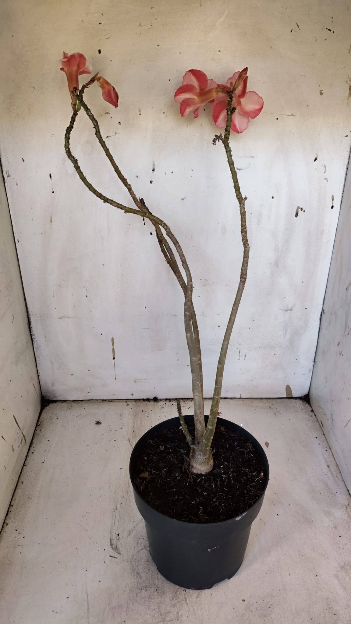 Planta Simples 2972 – 40cm – 03 anos