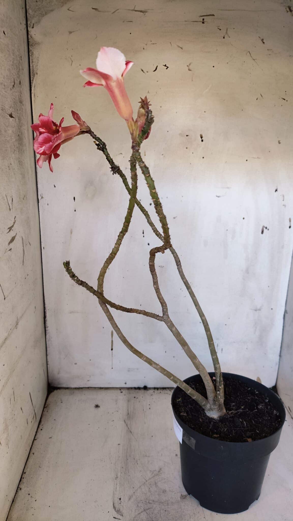 Planta Simples 2972 – 40cm – 03 anos