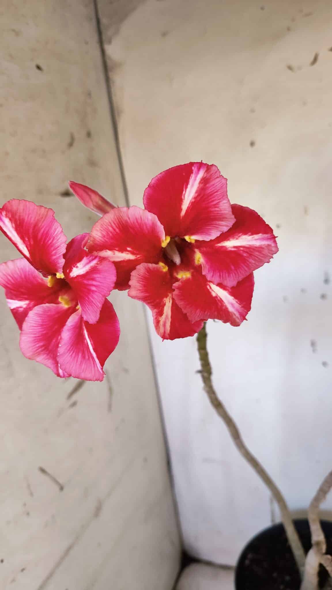 Planta Simples 2972 – 40cm – 03 anos