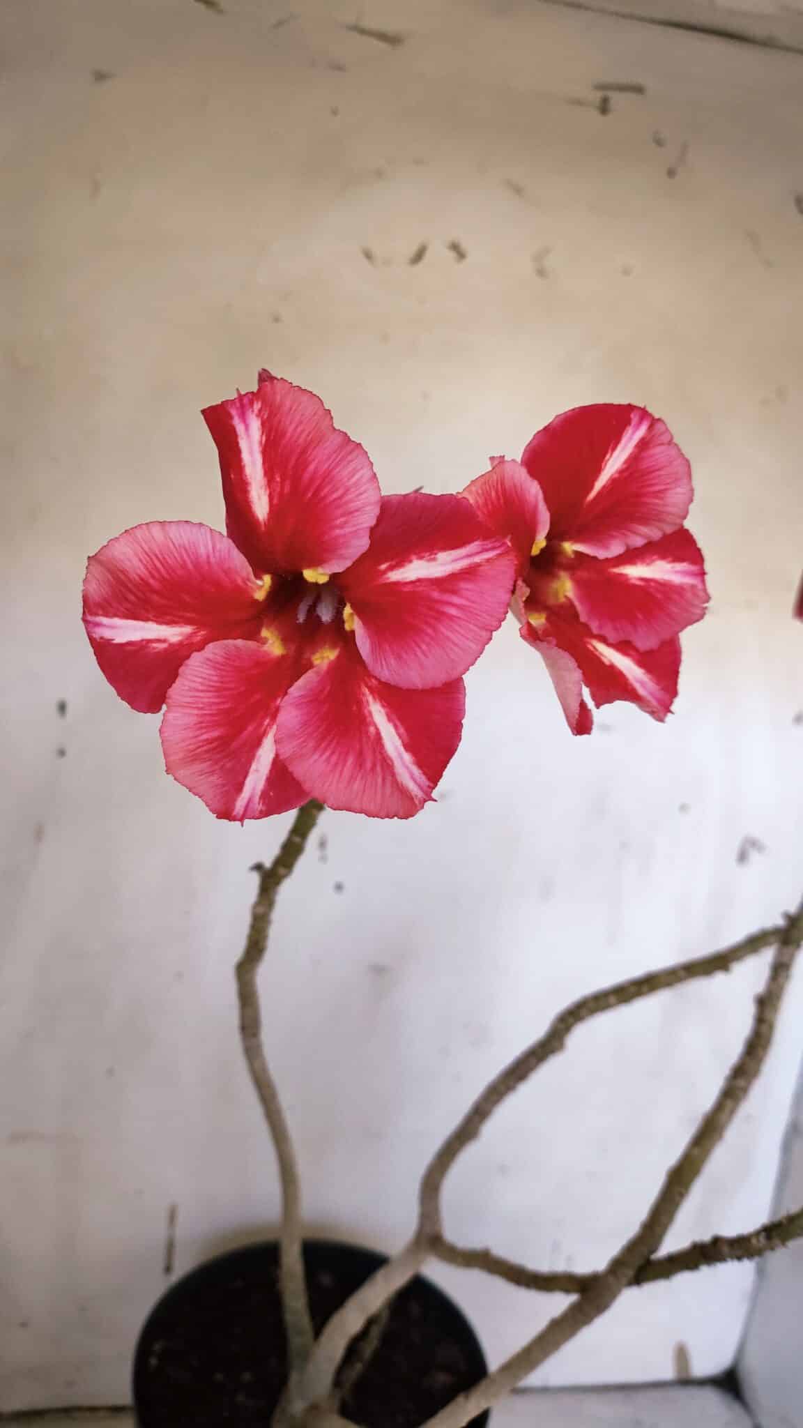 Planta Simples 2972 – 40cm – 03 anos