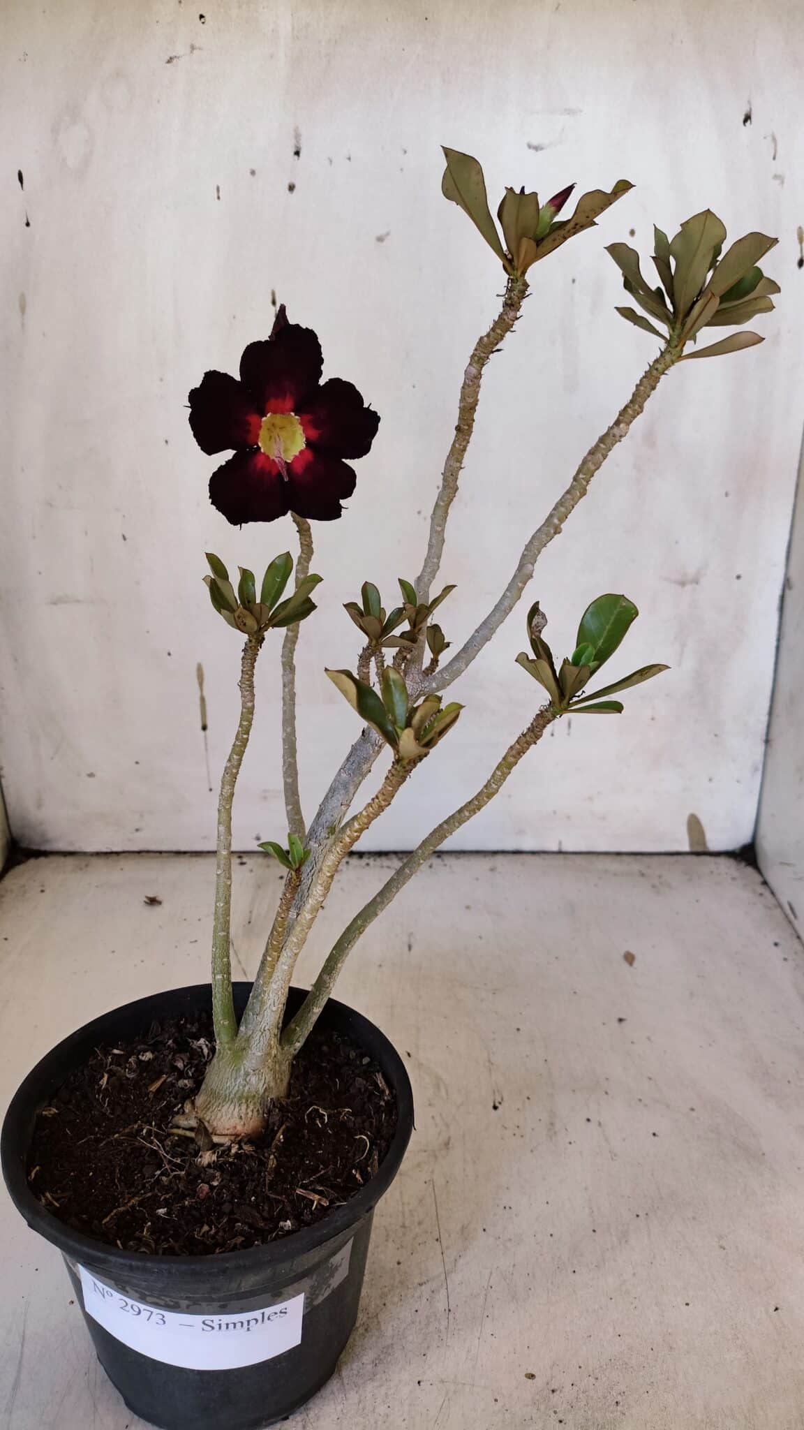Planta Simples 2973 – 30cm – 03 anos