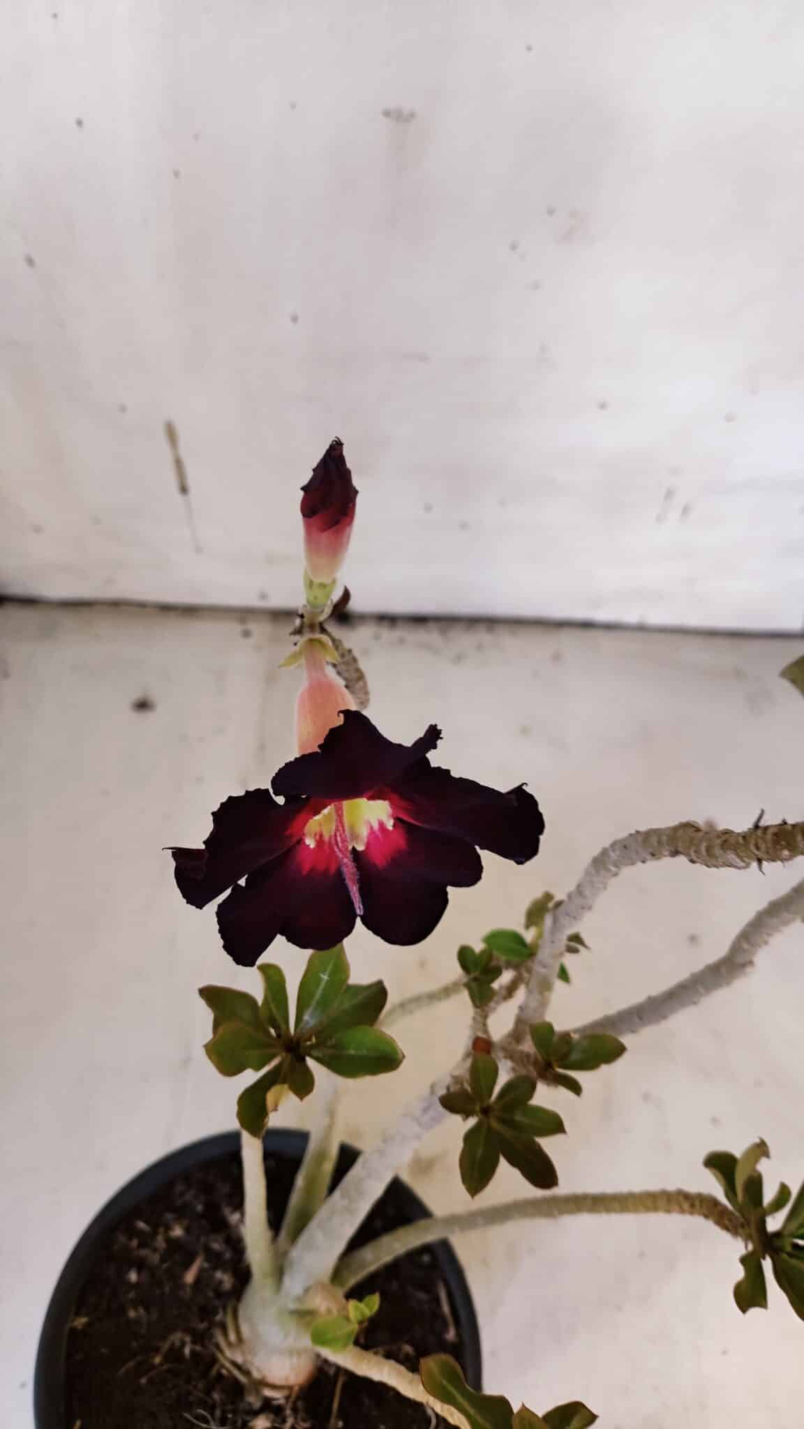 Planta Simples 2973 – 30cm – 03 anos