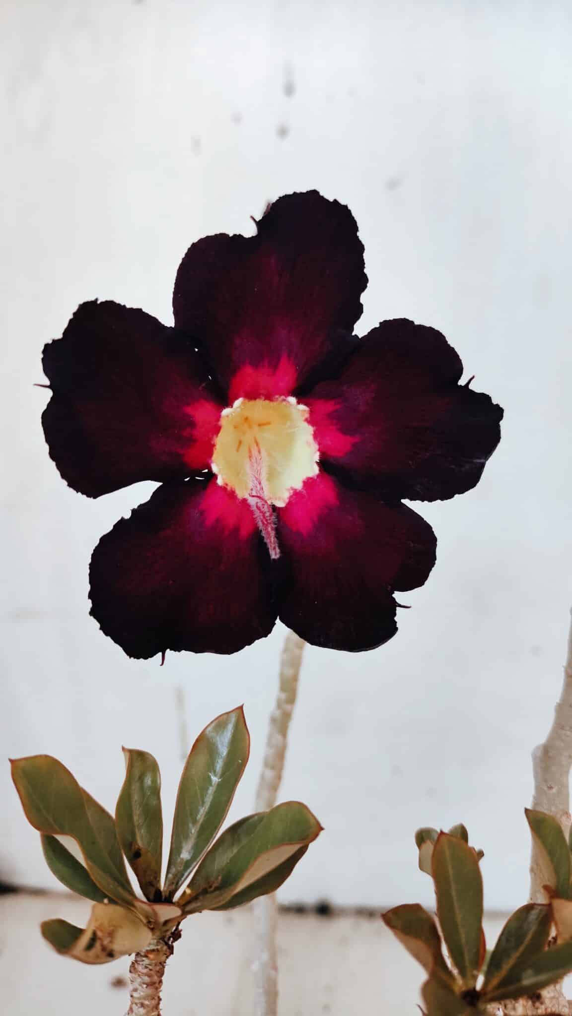 Planta Simples 2973 – 30cm – 03 anos