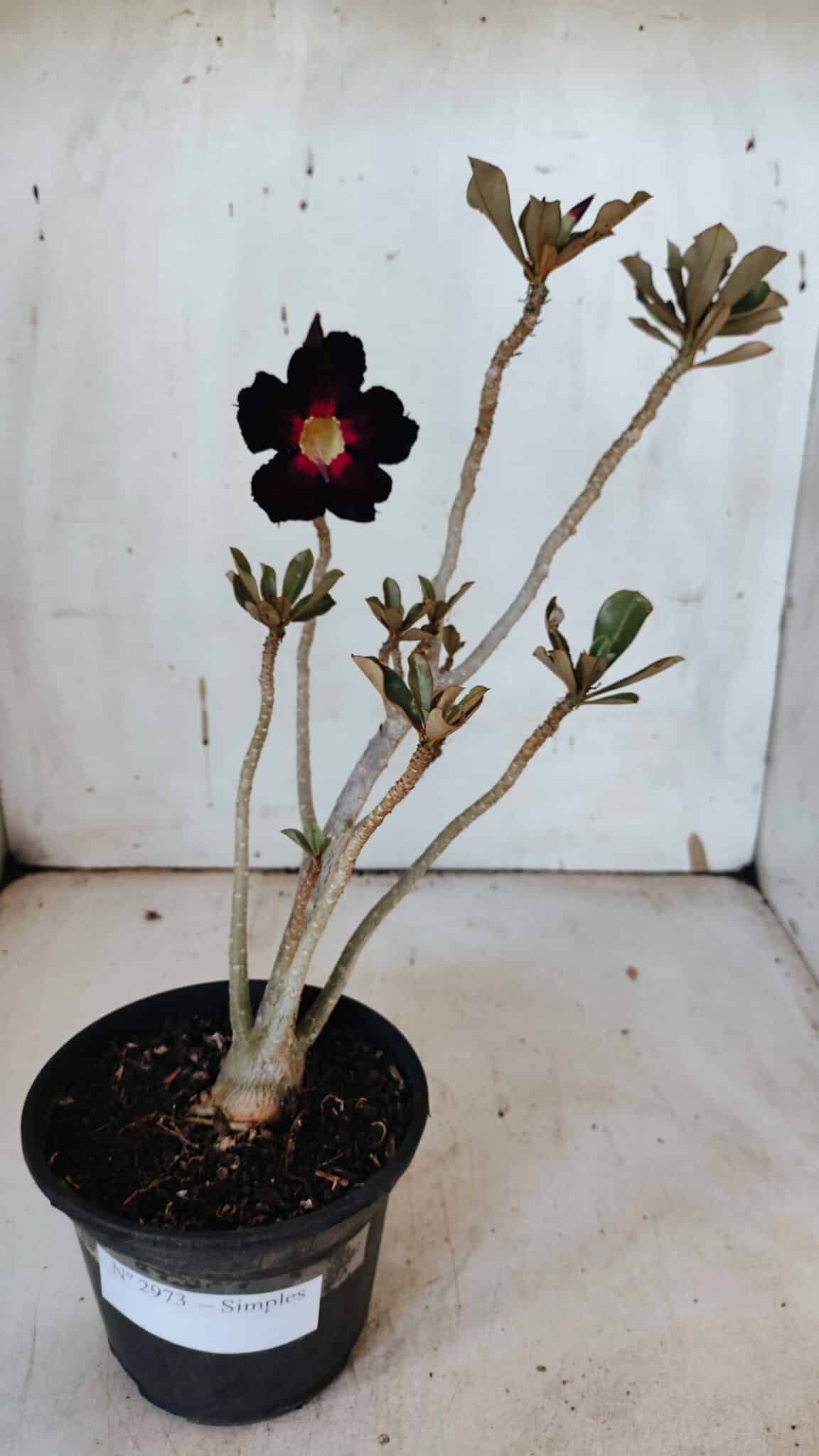 Planta Simples 2973 – 30cm – 03 anos