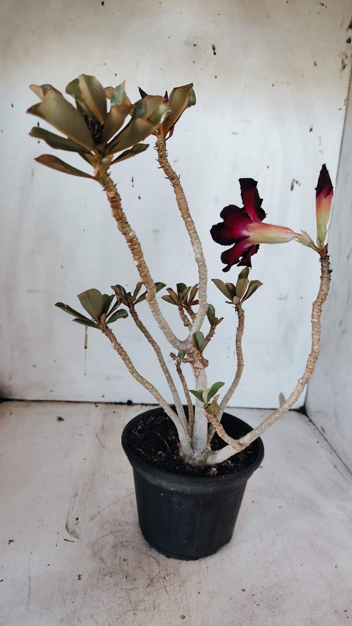 Planta Simples 2973 – 30cm – 03 anos