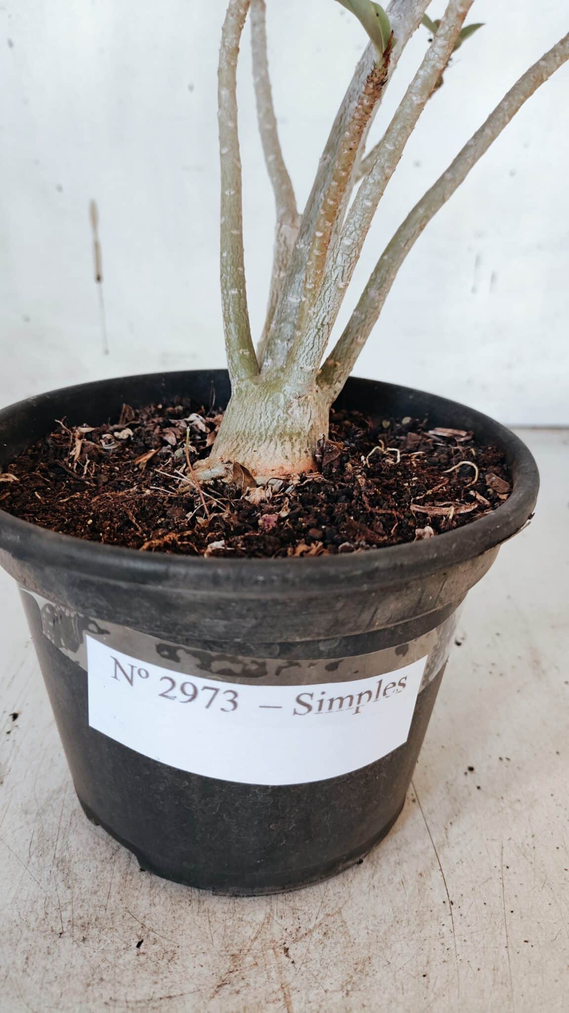 Planta Simples 2973 – 30cm – 03 anos