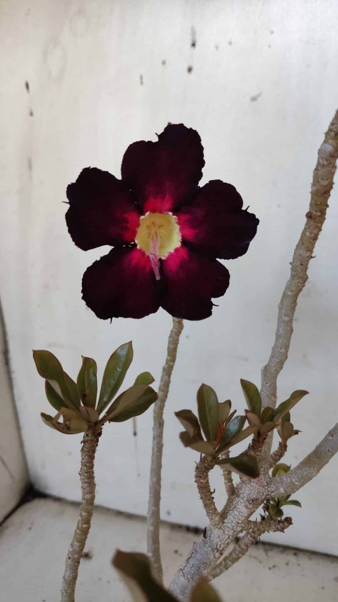 Planta Simples 2973 – 30cm – 03 anos