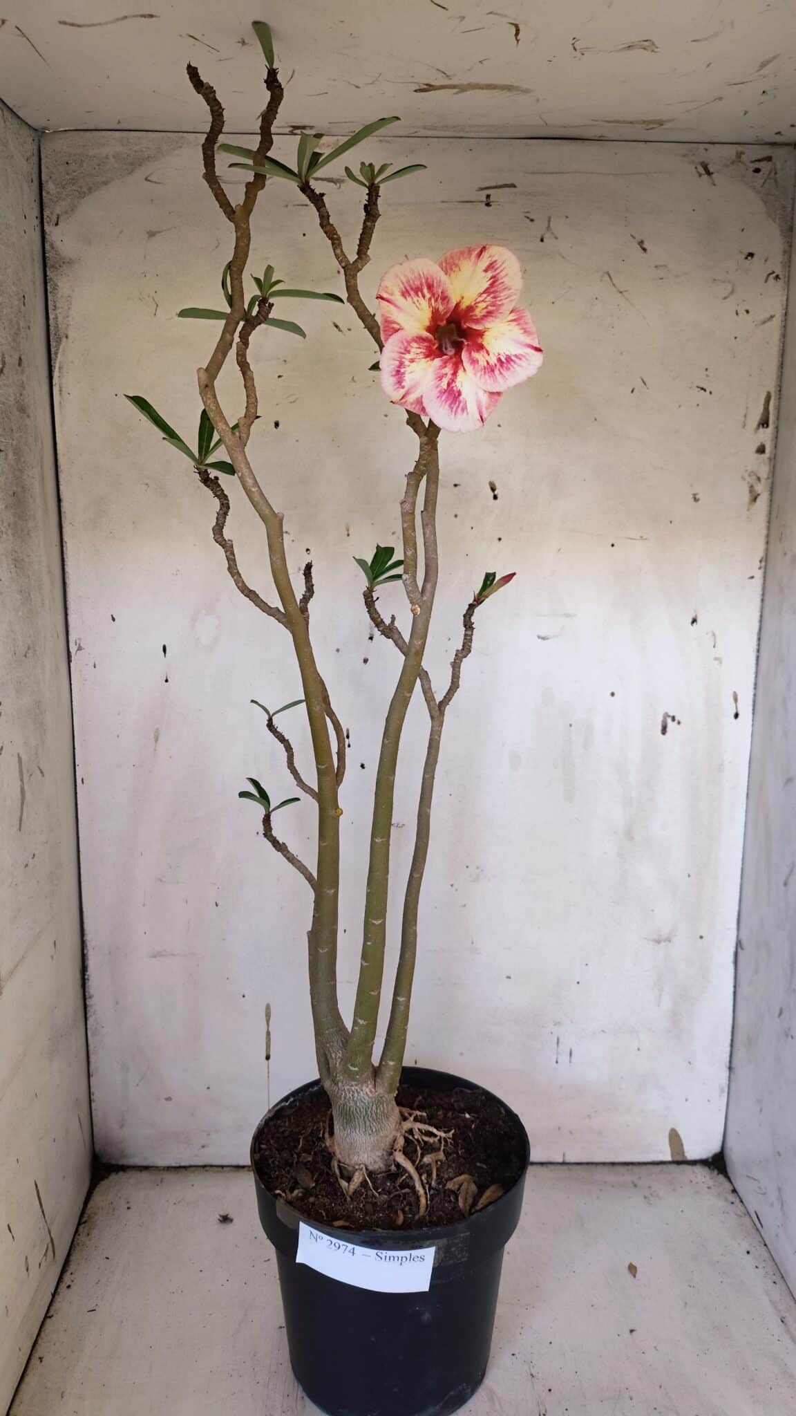 Planta Simples 2974 – 50cm – 04 anos