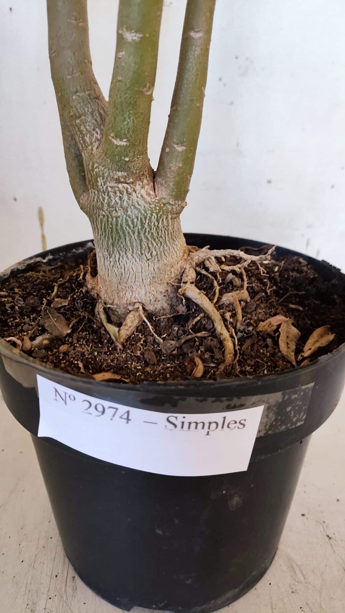 Planta Simples 2974 – 50cm – 04 anos