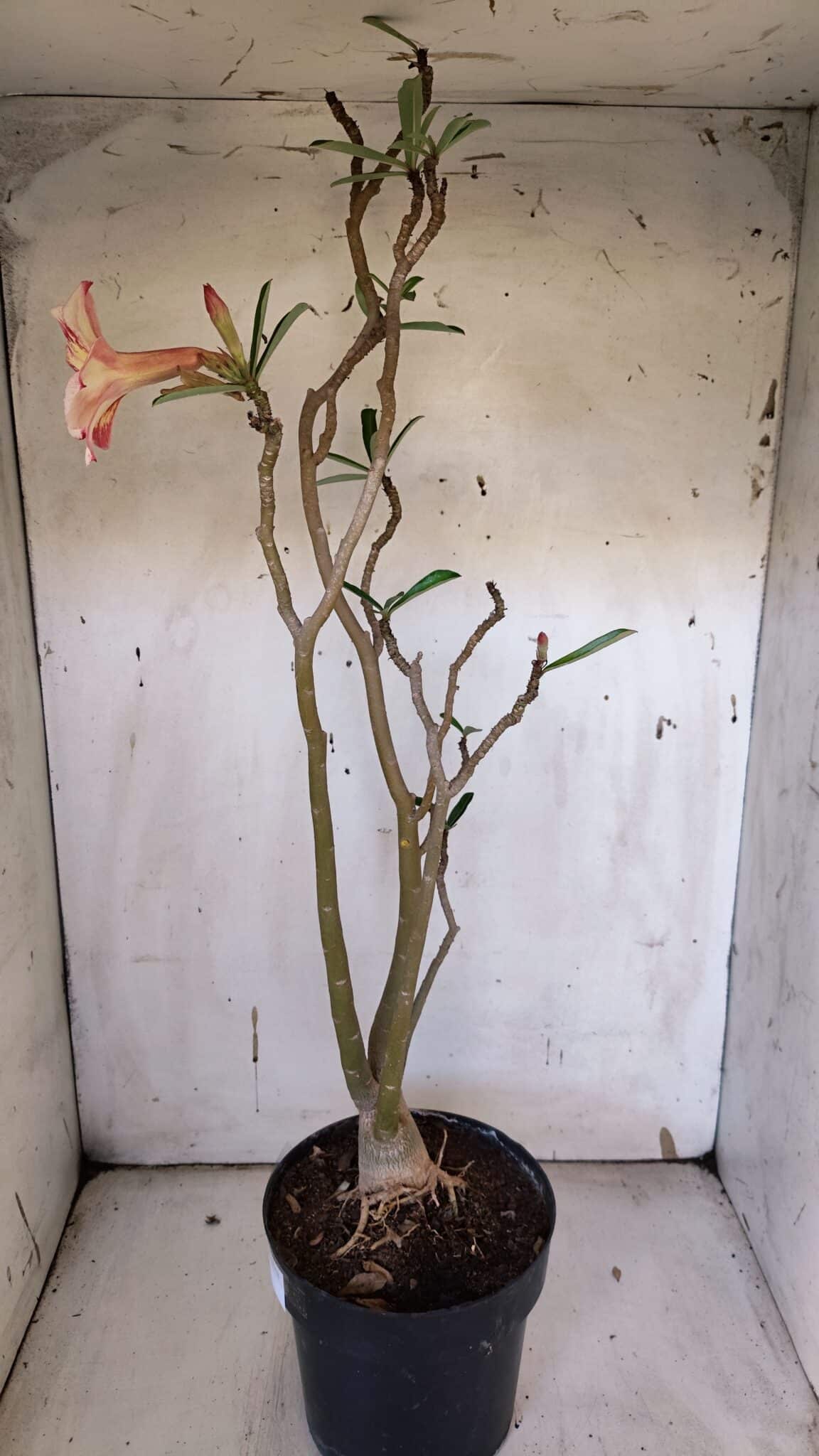 Planta Simples 2974 – 50cm – 04 anos