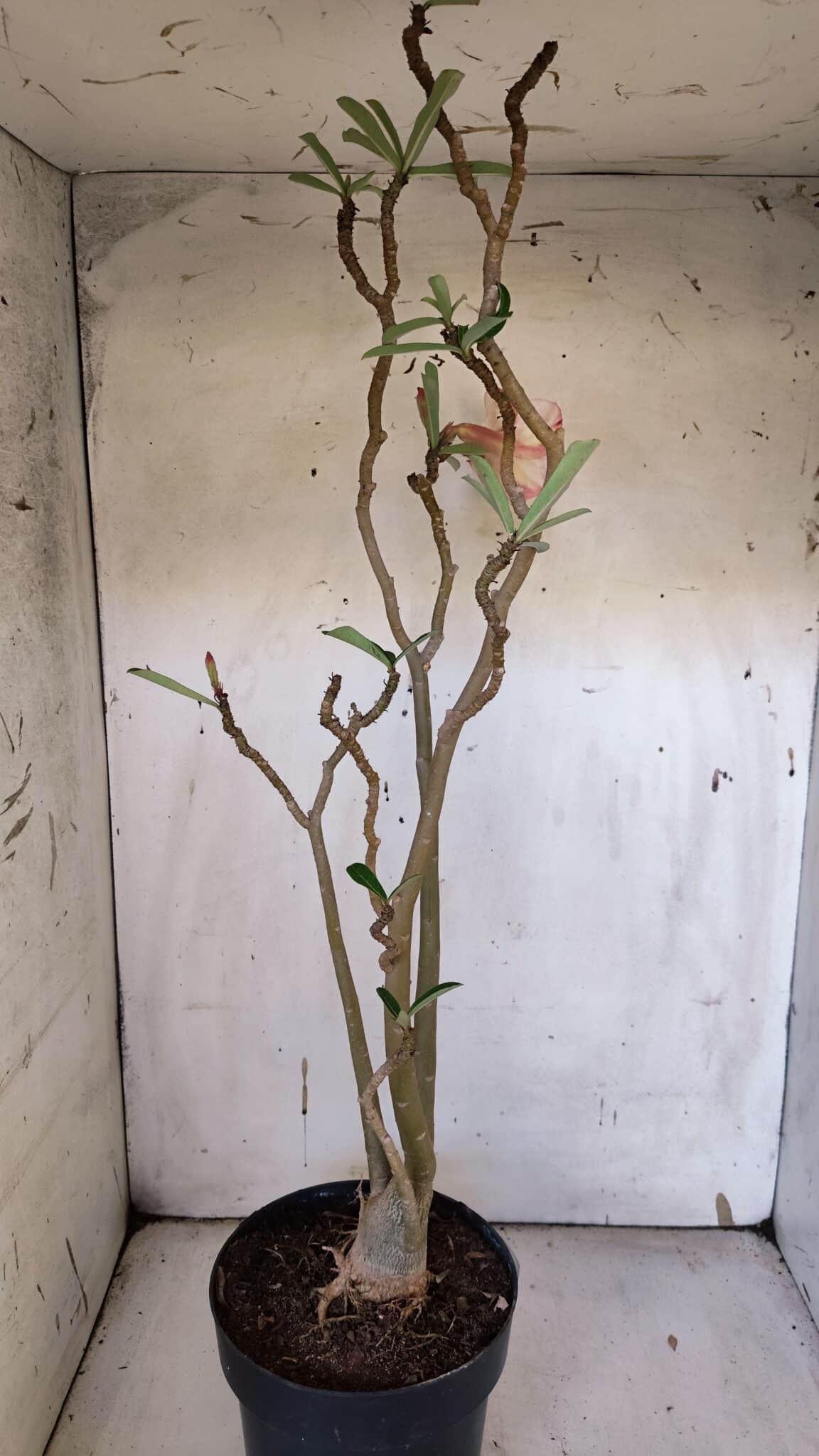 Planta Simples 2974 – 50cm – 04 anos