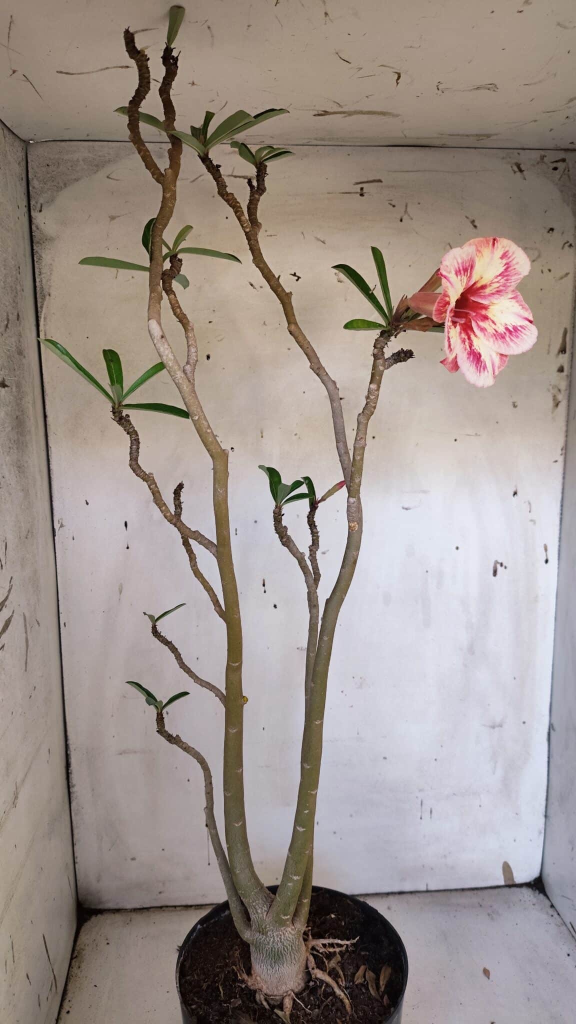 Planta Simples 2974 – 50cm – 04 anos