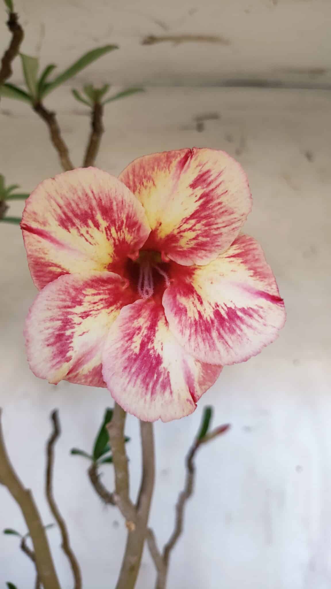 Planta Simples 2974 – 50cm – 04 anos