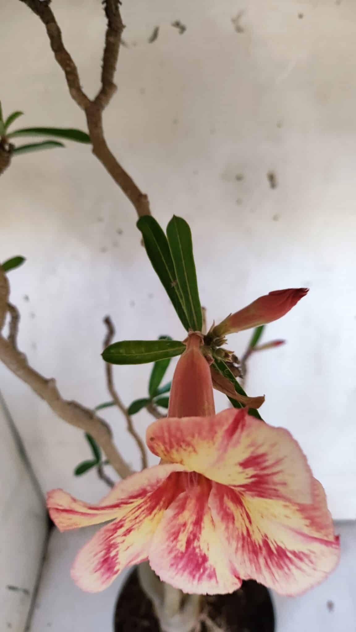Planta Simples 2974 – 50cm – 04 anos