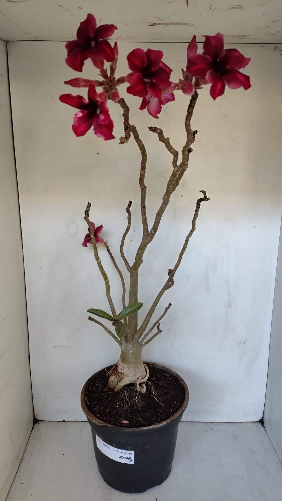 Planta Simples 2976 – 50cm – 04 anos