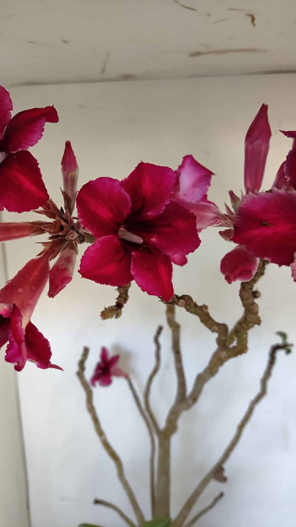 Planta Simples 2976 – 50cm – 04 anos