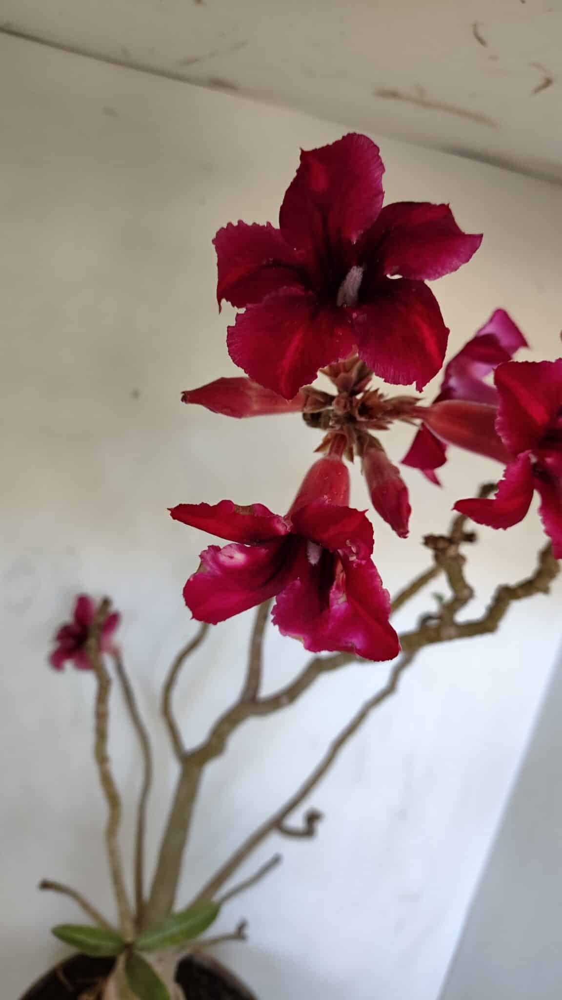 Planta Simples 2976 – 50cm – 04 anos