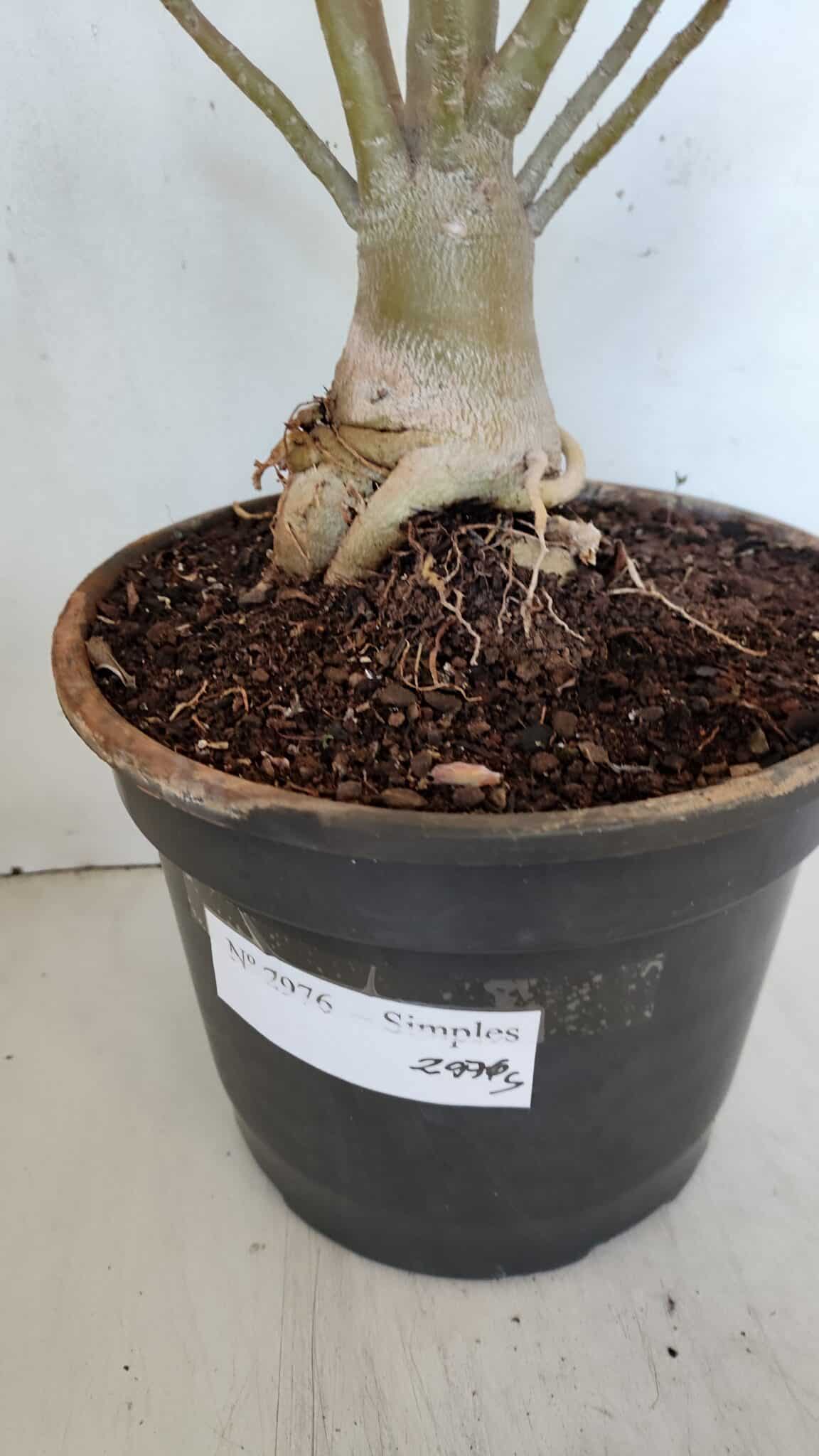Planta Simples 2976 – 50cm – 04 anos