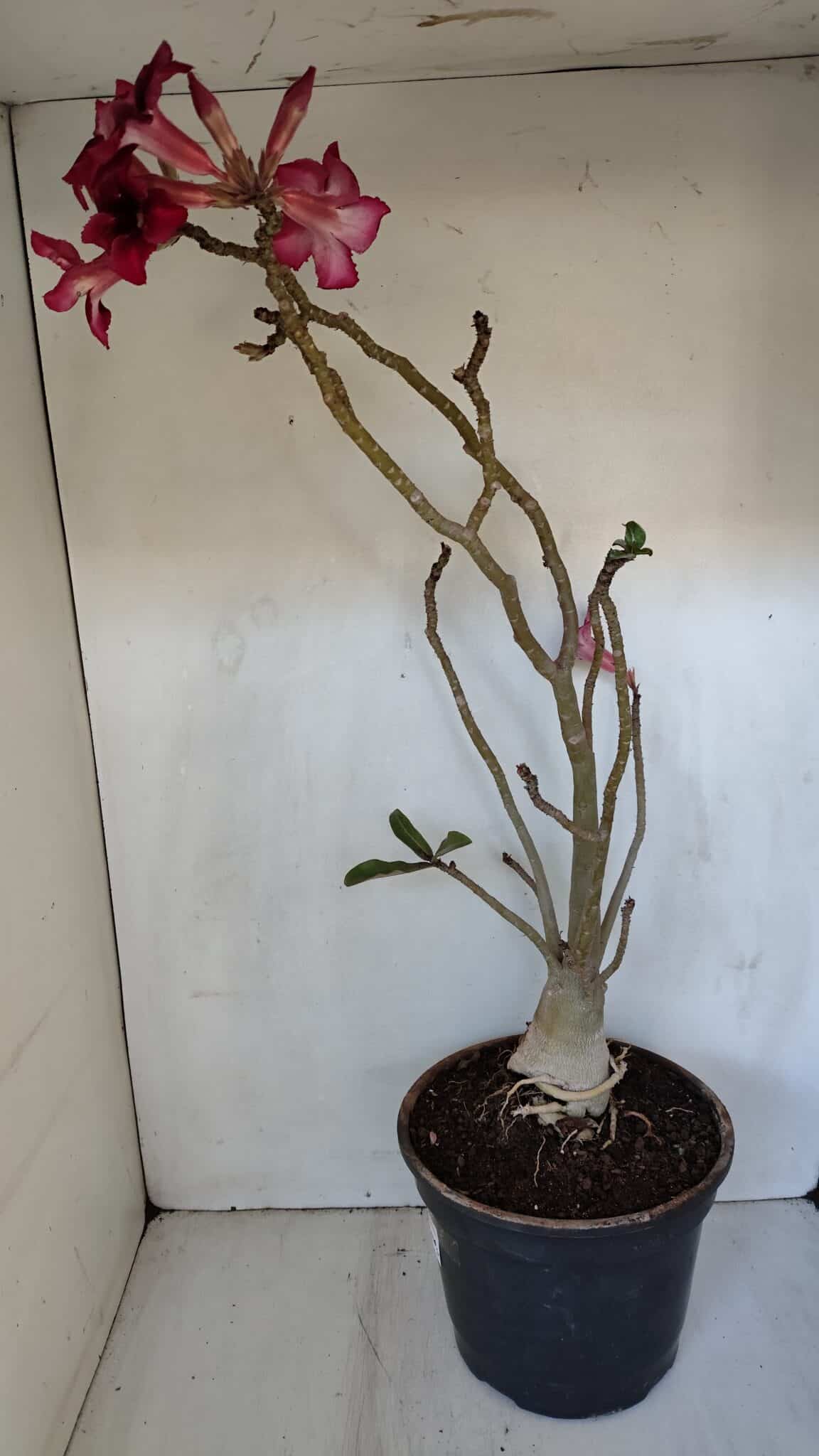 Planta Simples 2976 – 50cm – 04 anos