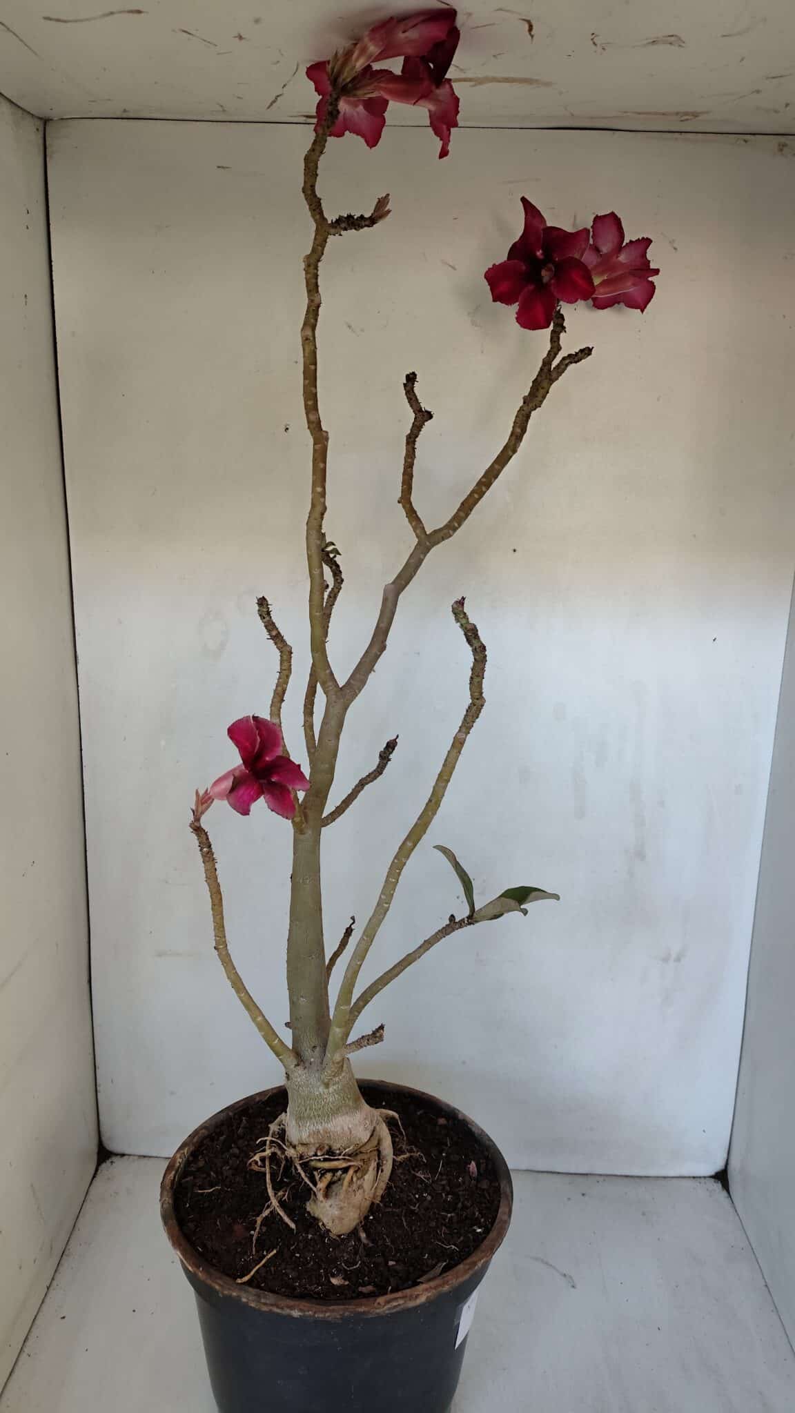 Planta Simples 2976 – 50cm – 04 anos