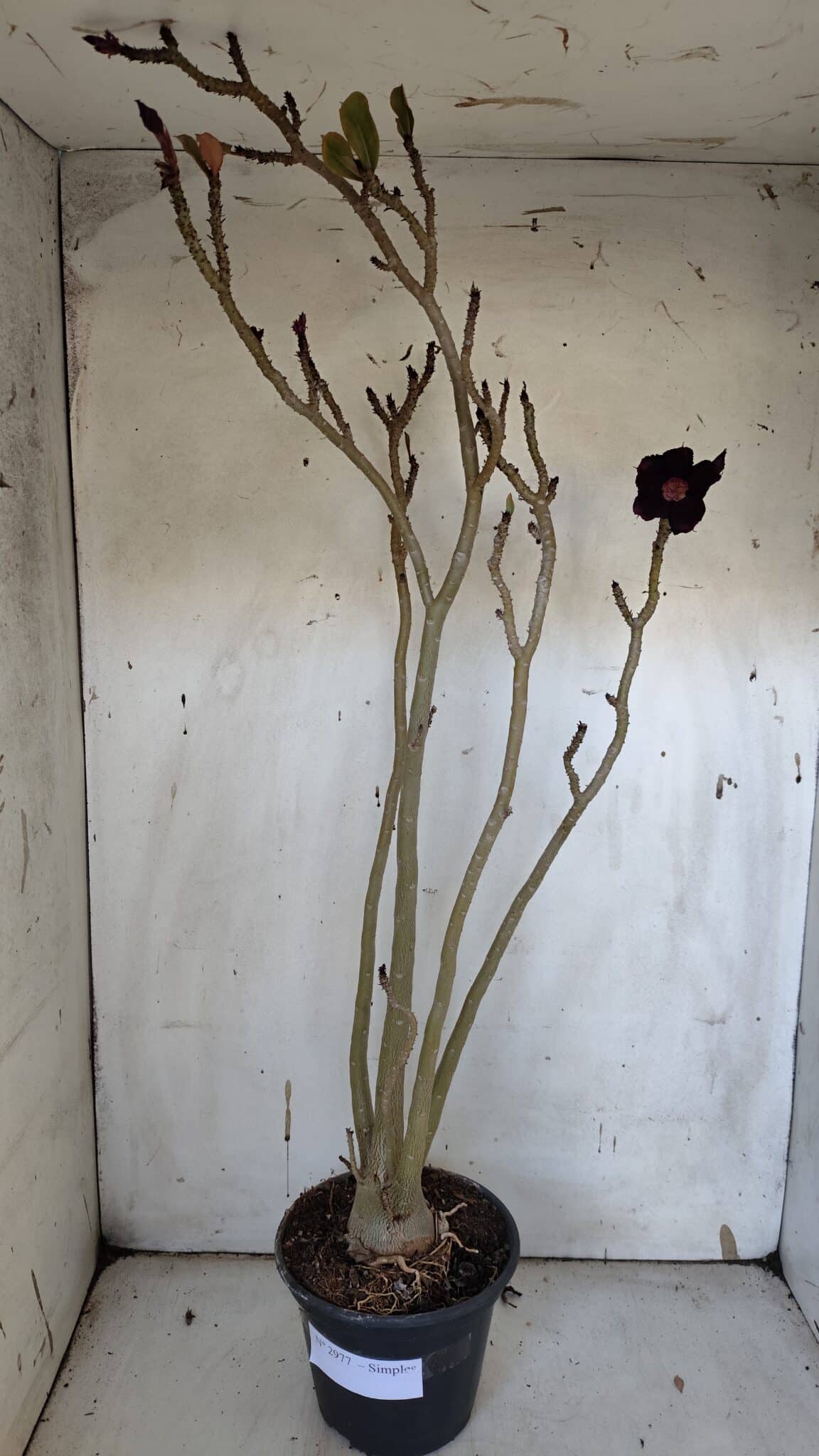 Planta Simples 2977 – 40cm – 03 anos