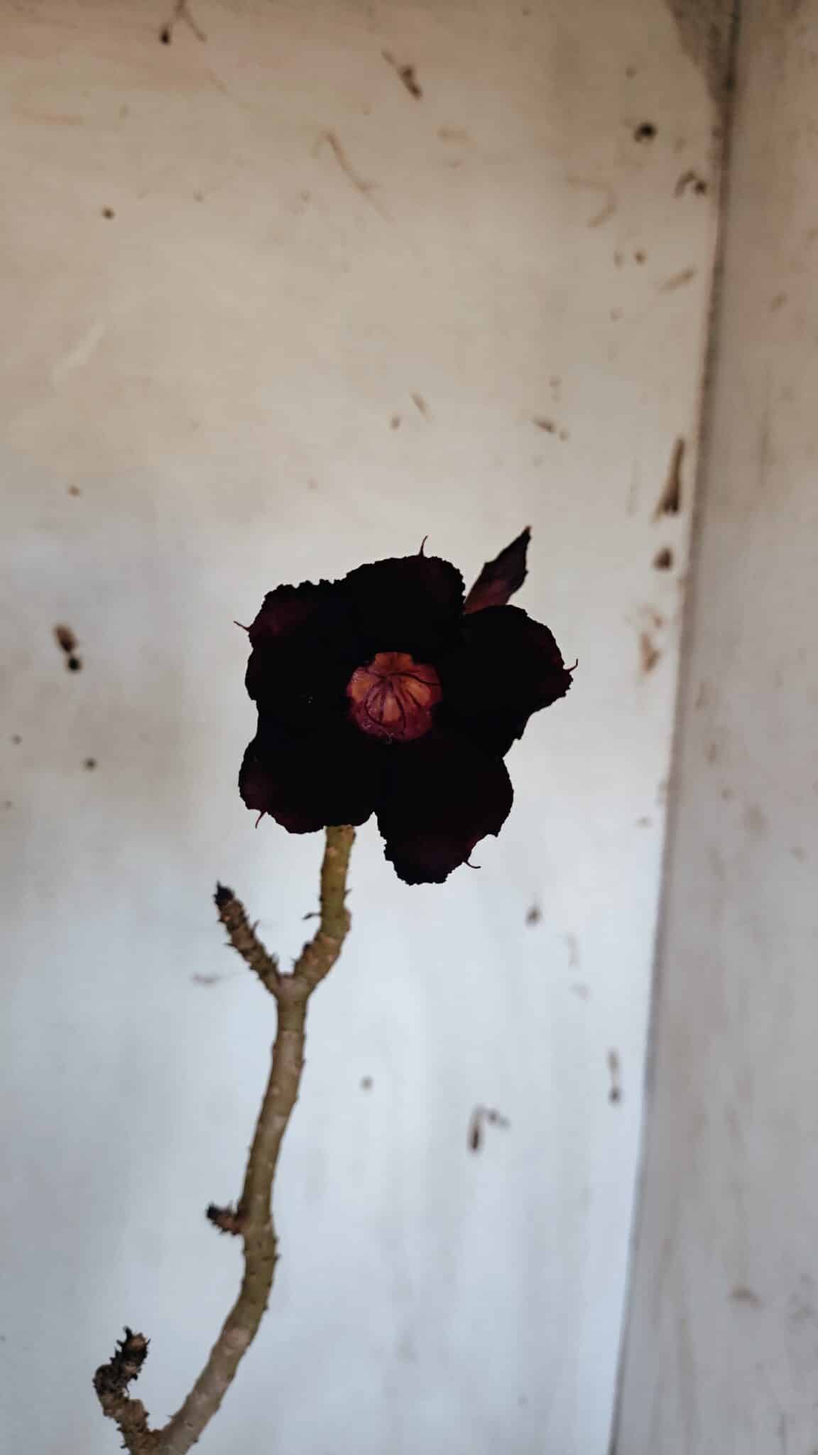 Planta Simples 2977 – 40cm – 03 anos