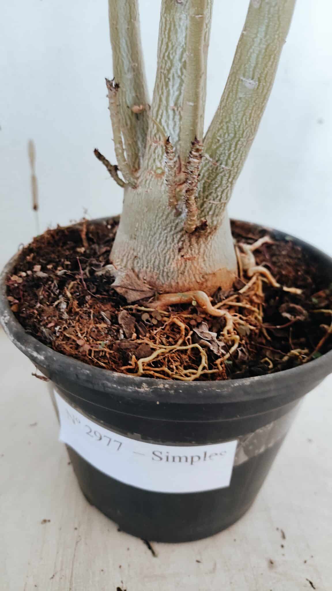 Planta Simples 2977 – 40cm – 03 anos