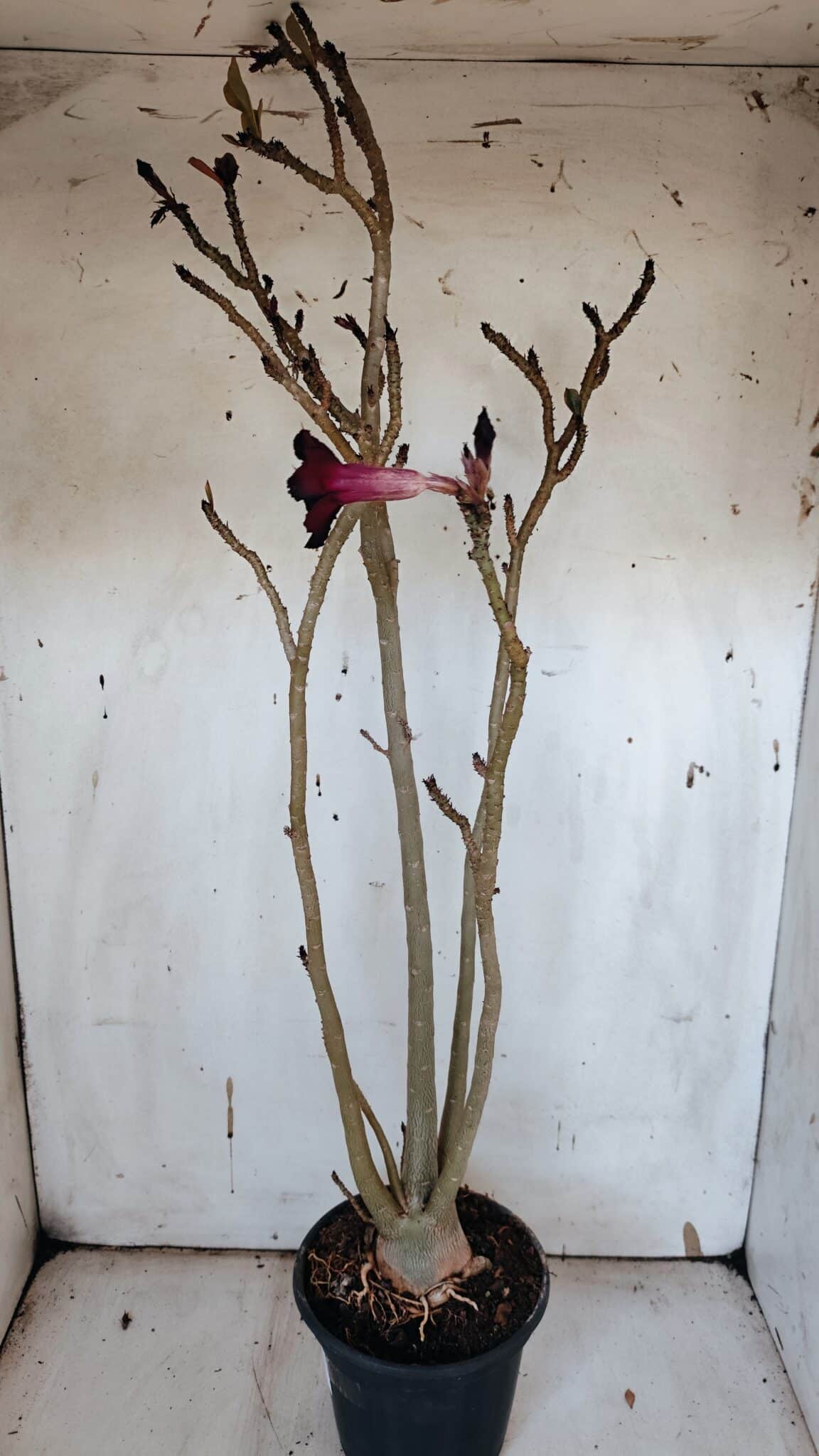 Planta Simples 2977 – 40cm – 03 anos