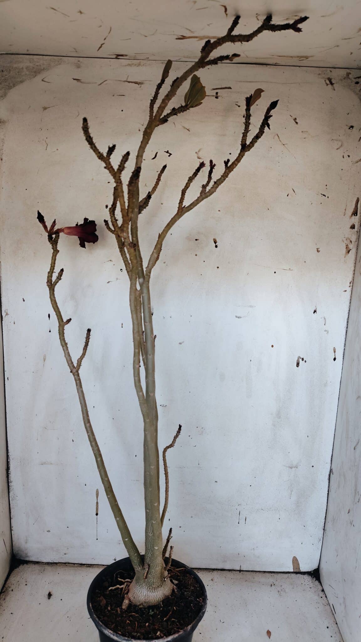 Planta Simples 2977 – 40cm – 03 anos