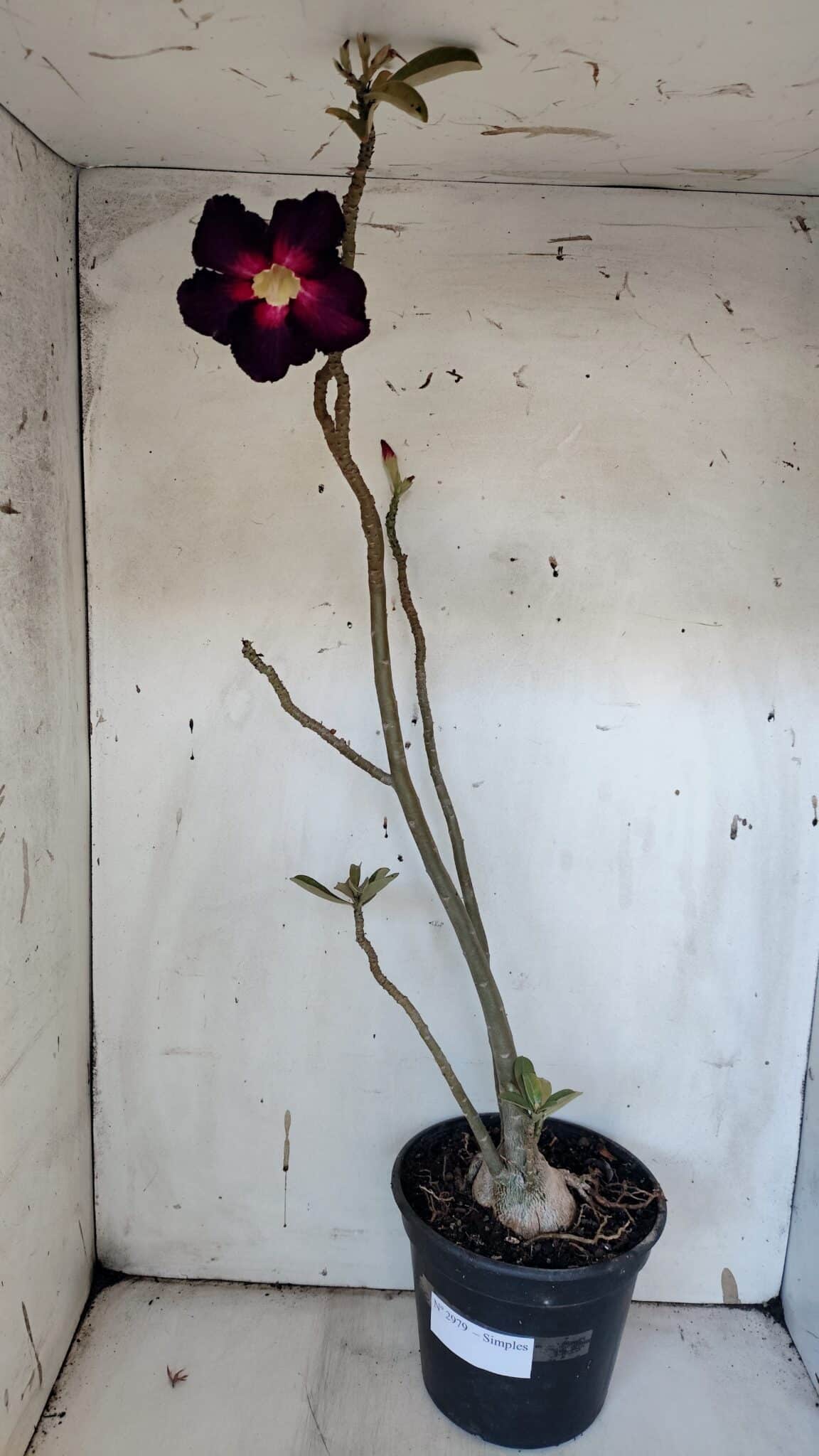 Planta Simples 2979 – 55cm – 04 anos