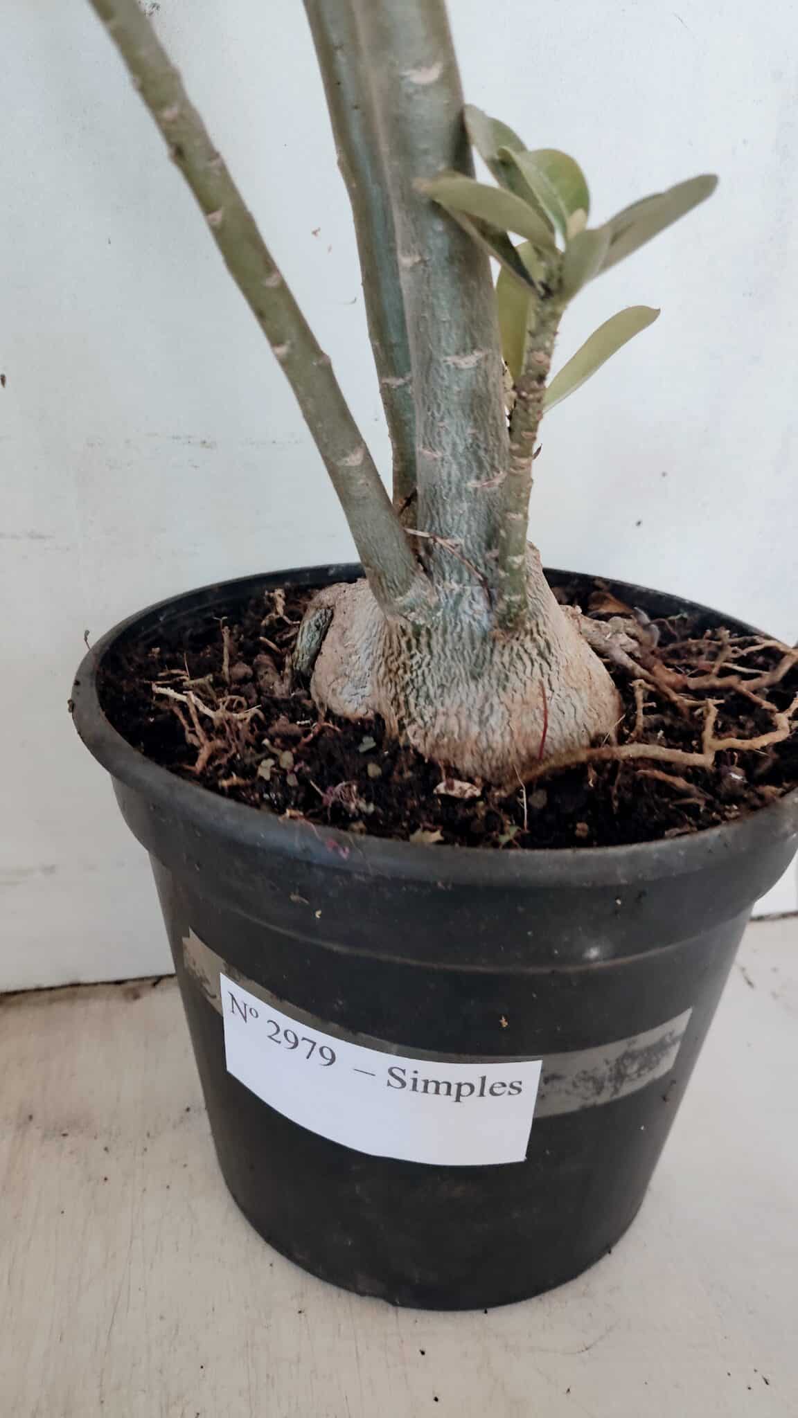 Planta Simples 2979 – 55cm – 04 anos