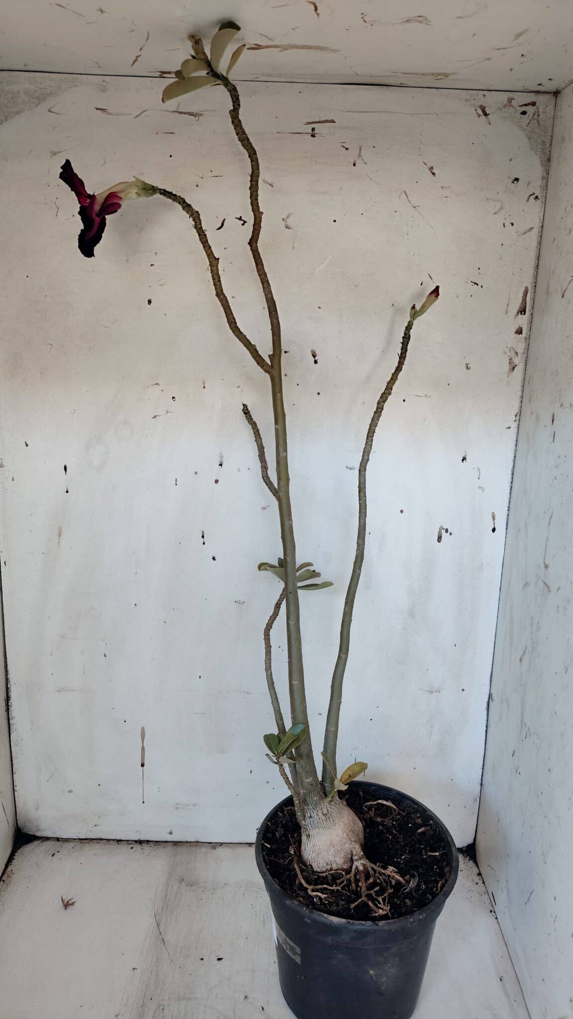 Planta Simples 2979 – 55cm – 04 anos