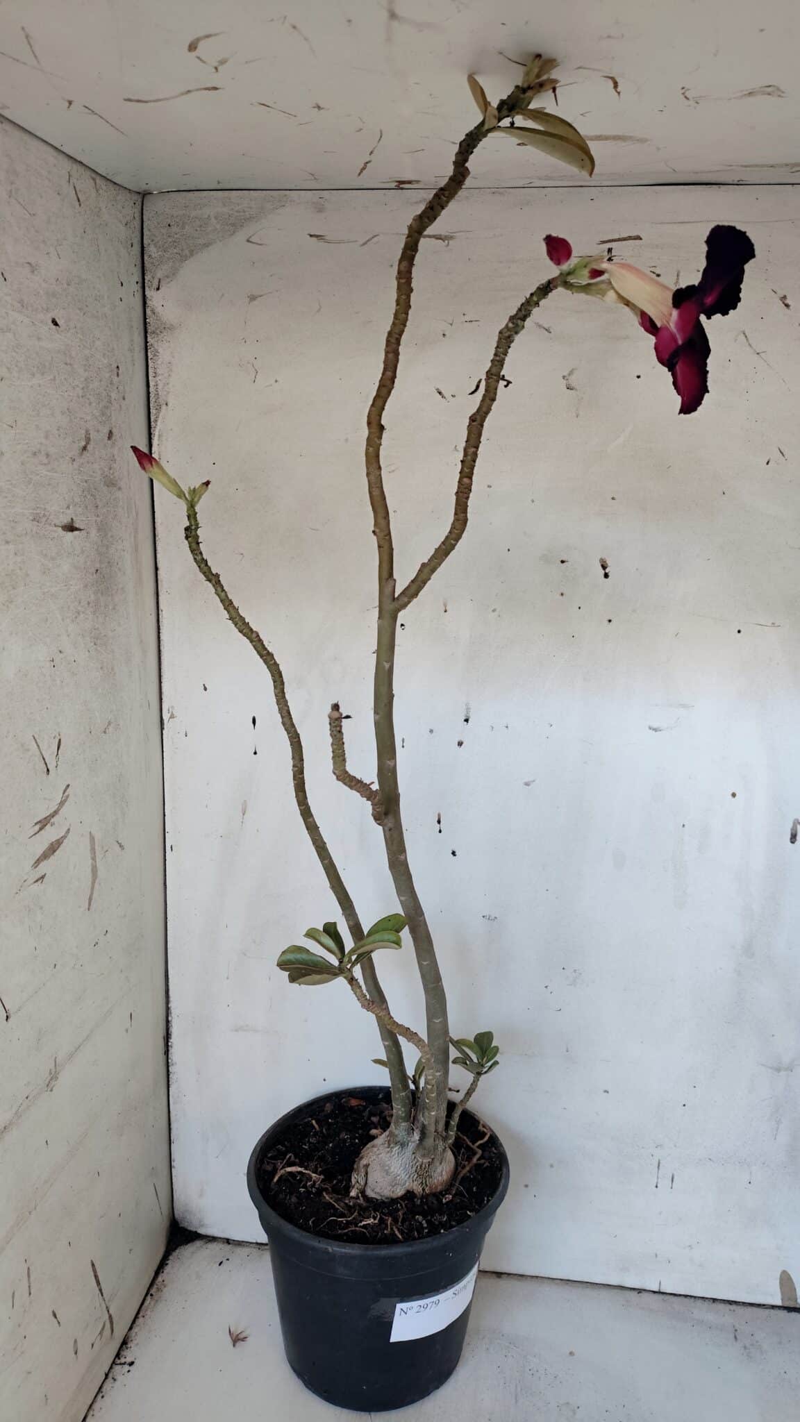 Planta Simples 2979 – 55cm – 04 anos