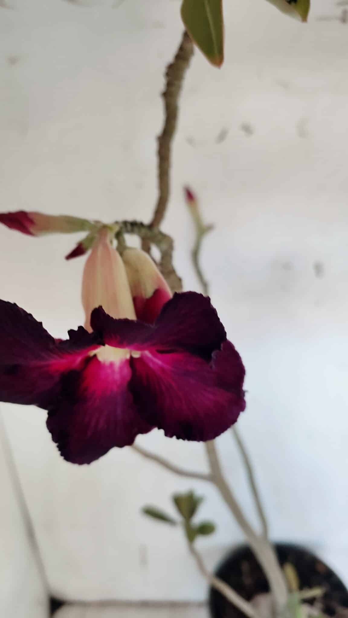 Planta Simples 2979 – 55cm – 04 anos