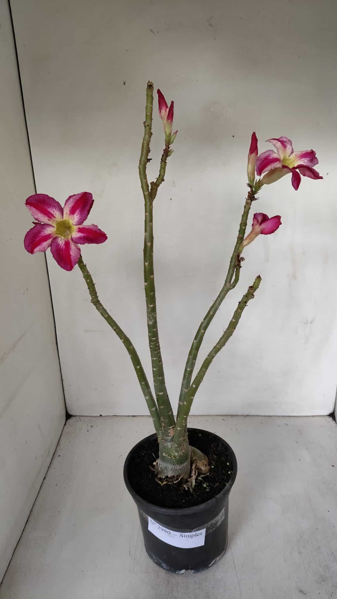 Planta Simples 2980 – 35cm – 03 anos